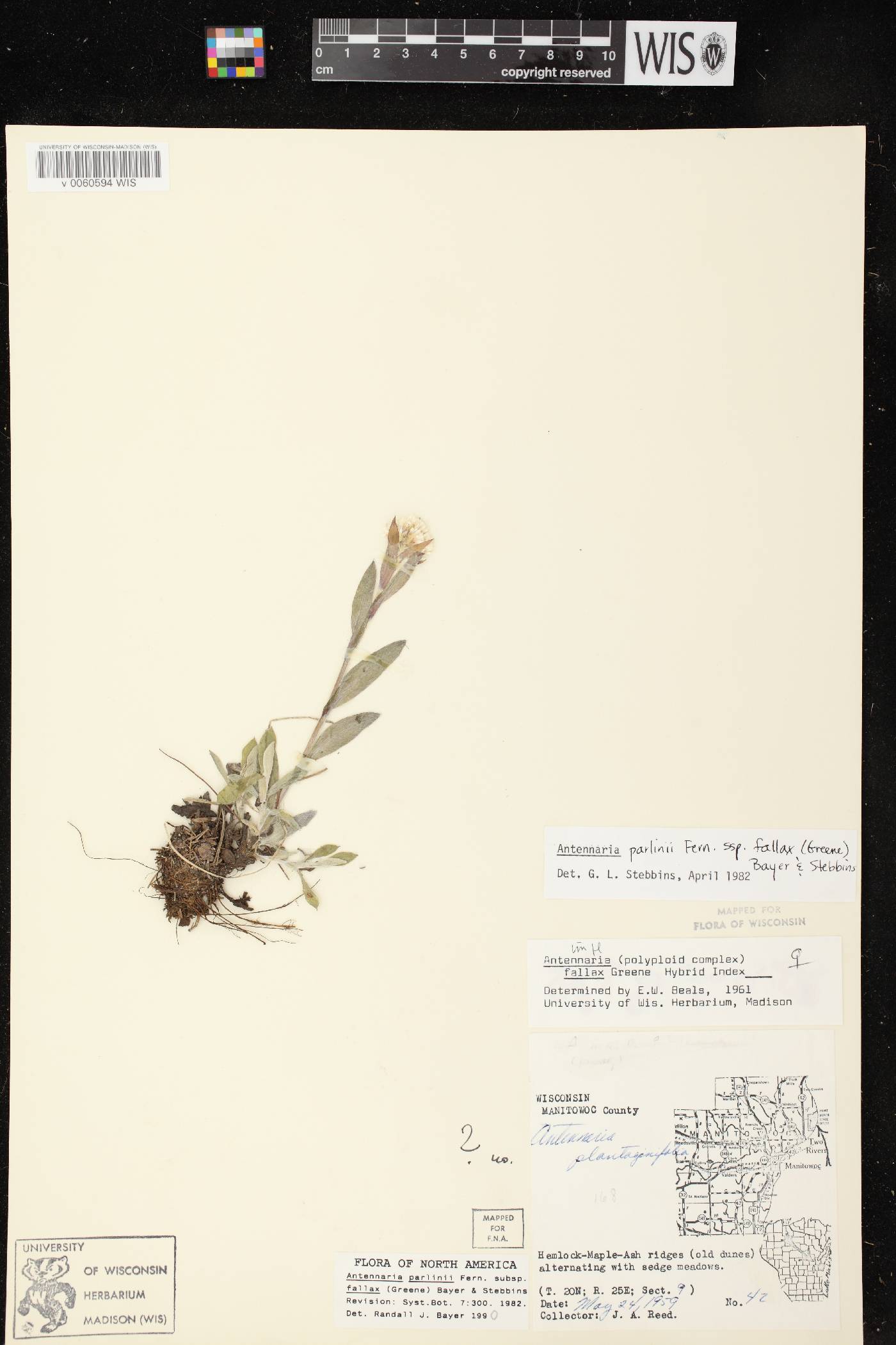 Antennaria parlinii subsp. fallax image