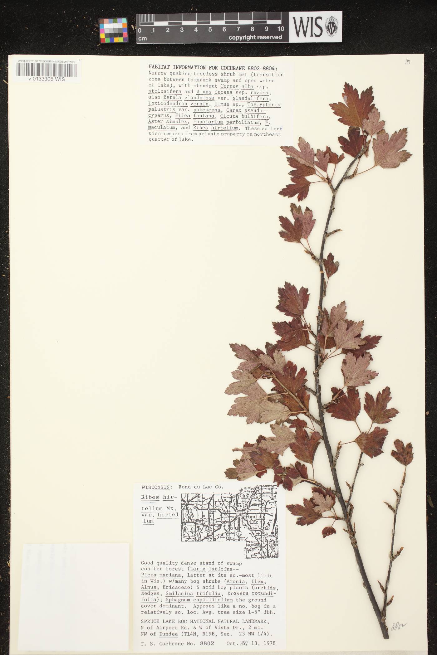 Ribes hirtellum image