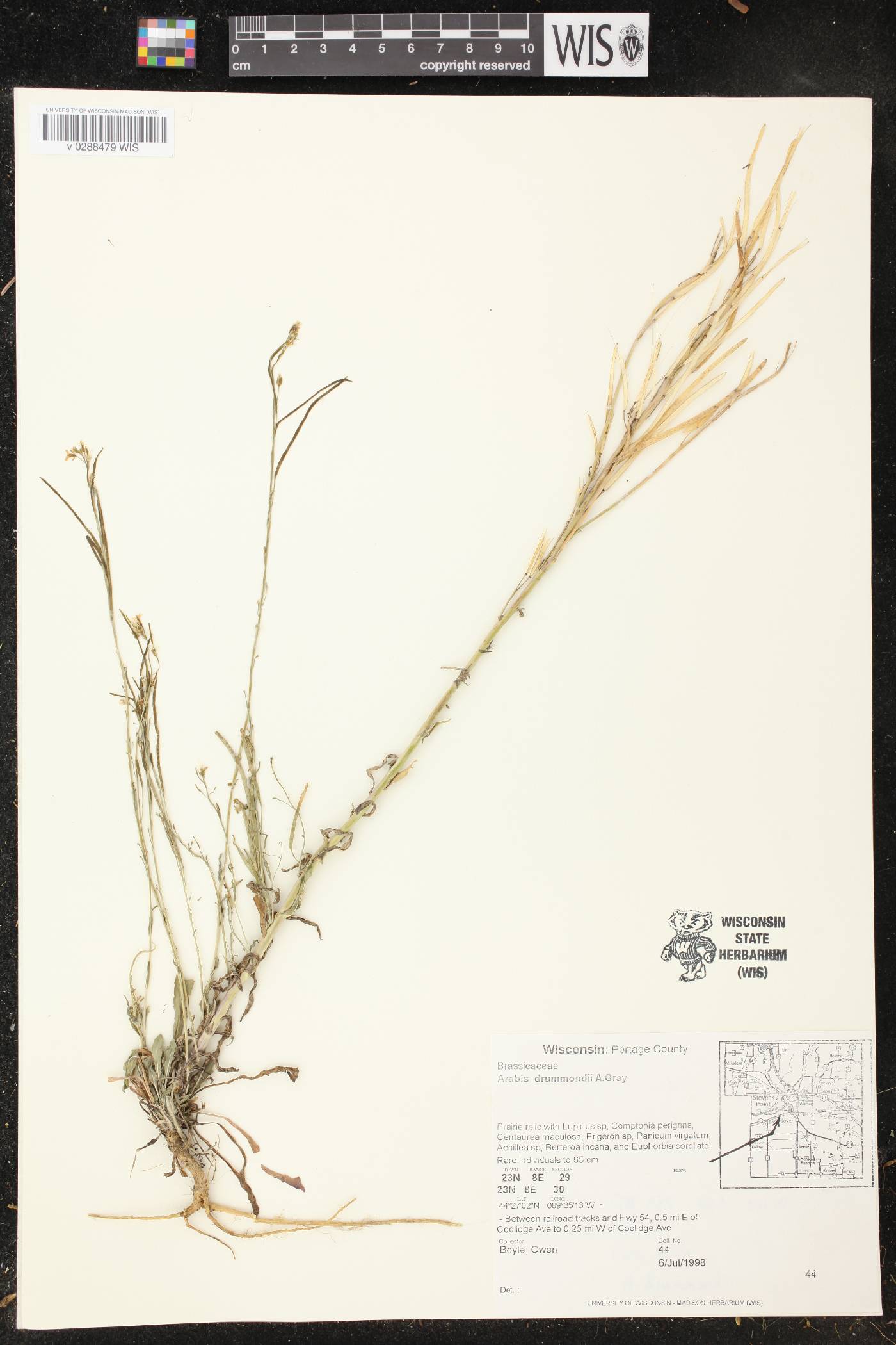 Boechera stricta image