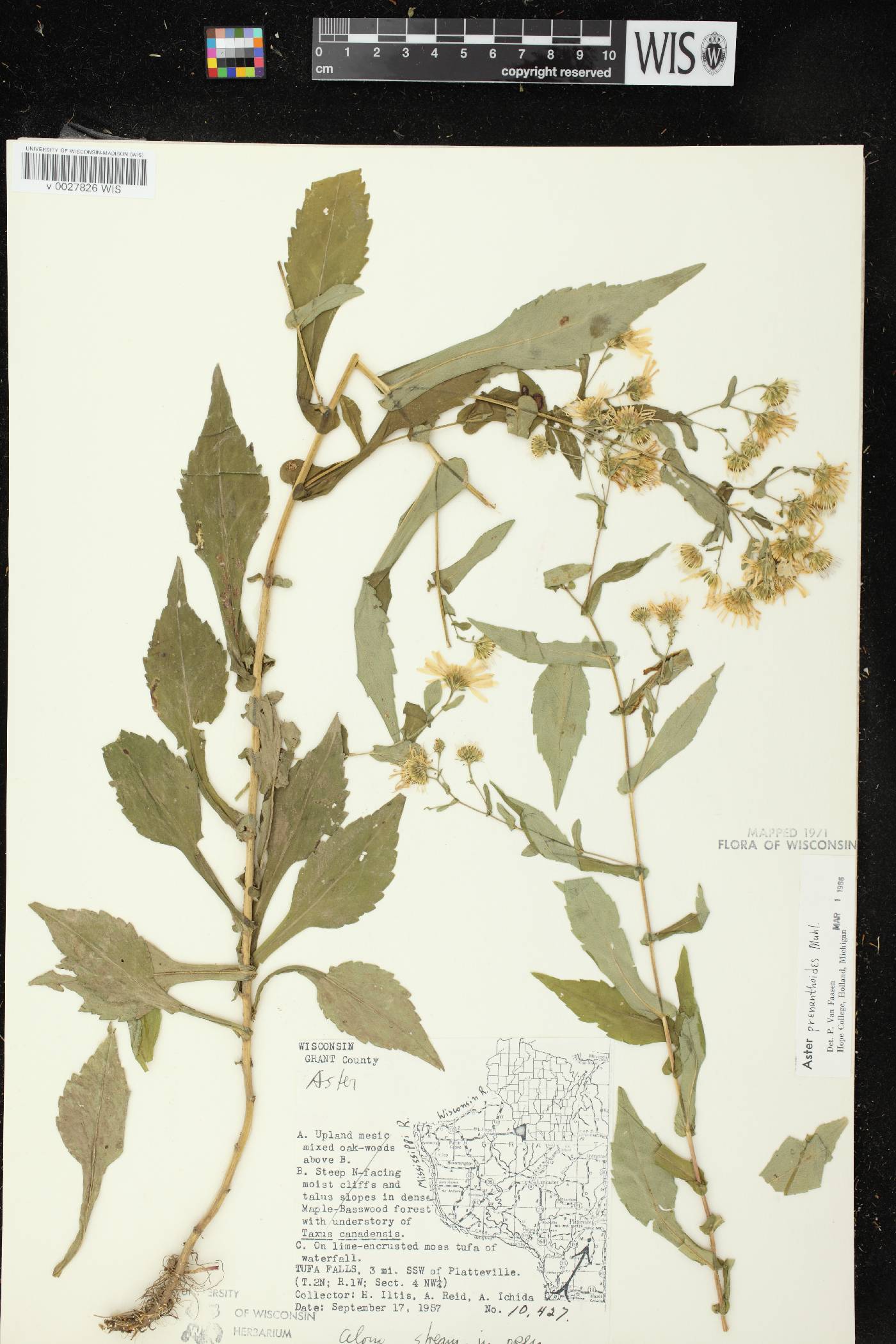 Symphyotrichum prenanthoides image