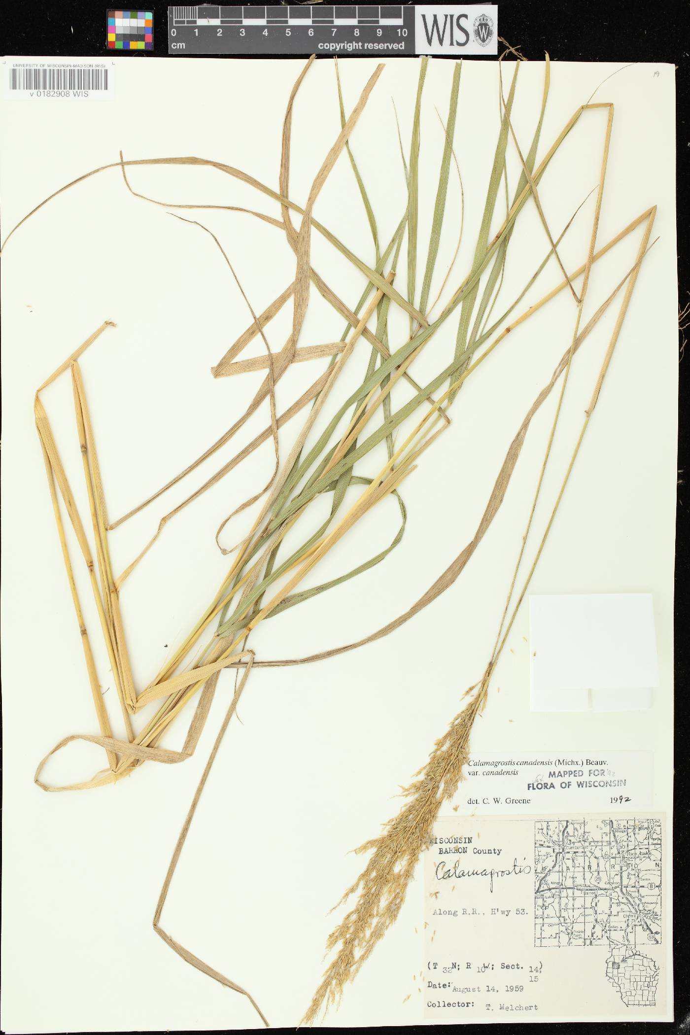 Calamagrostis canadensis var. canadensis image