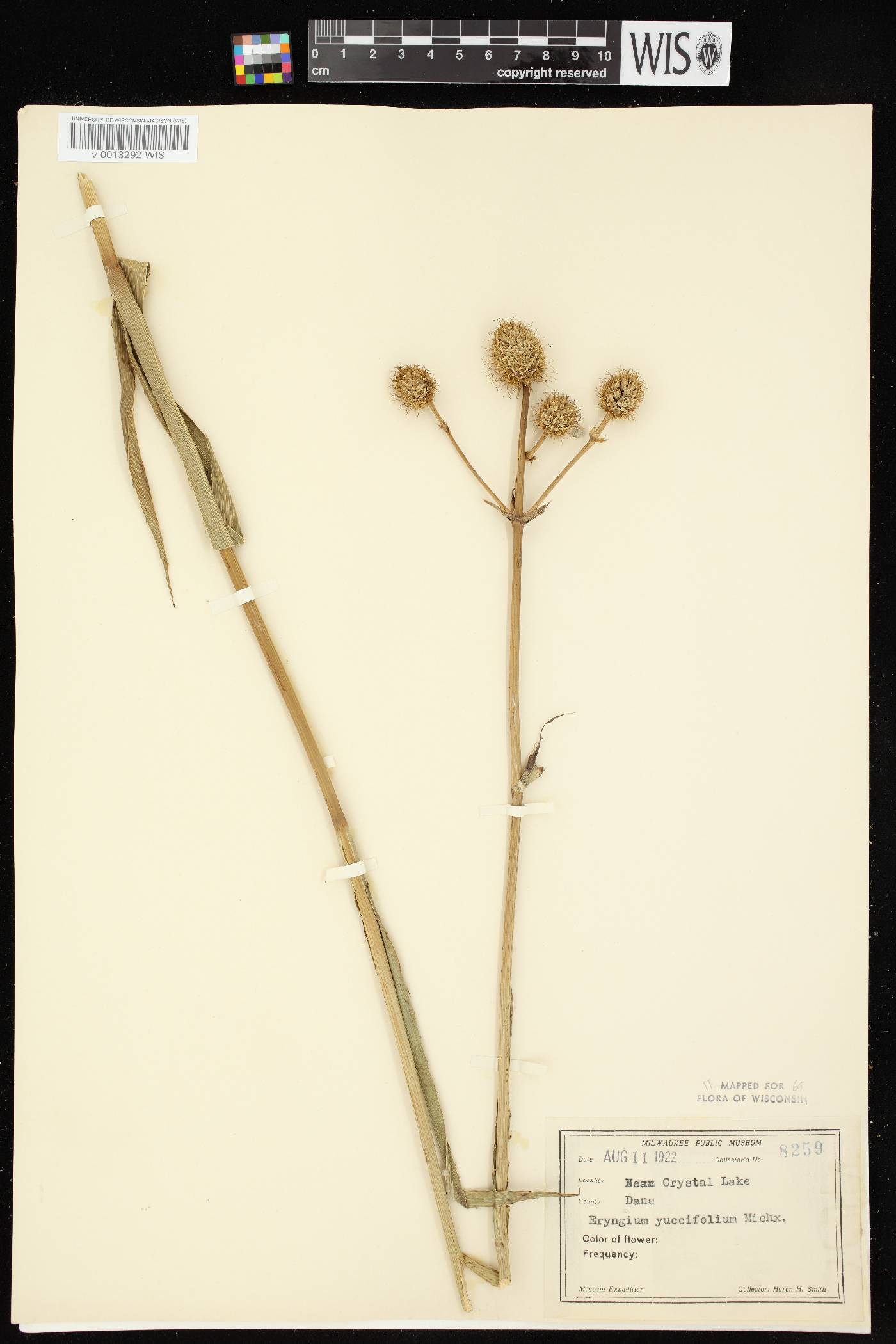 Eryngium yuccifolium image