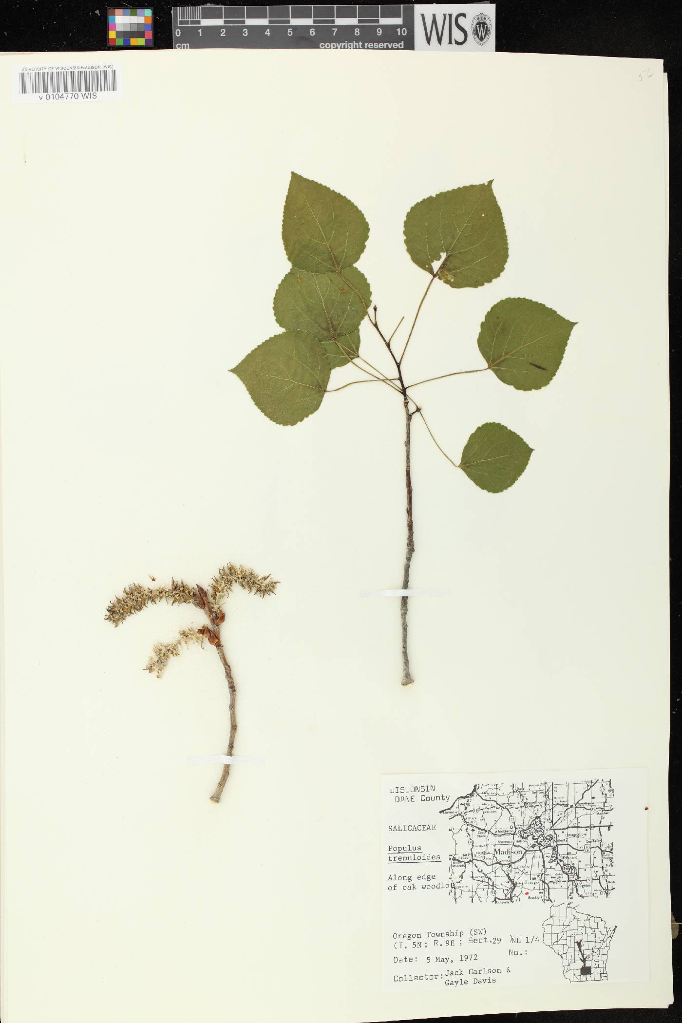 Populus tremuloides image