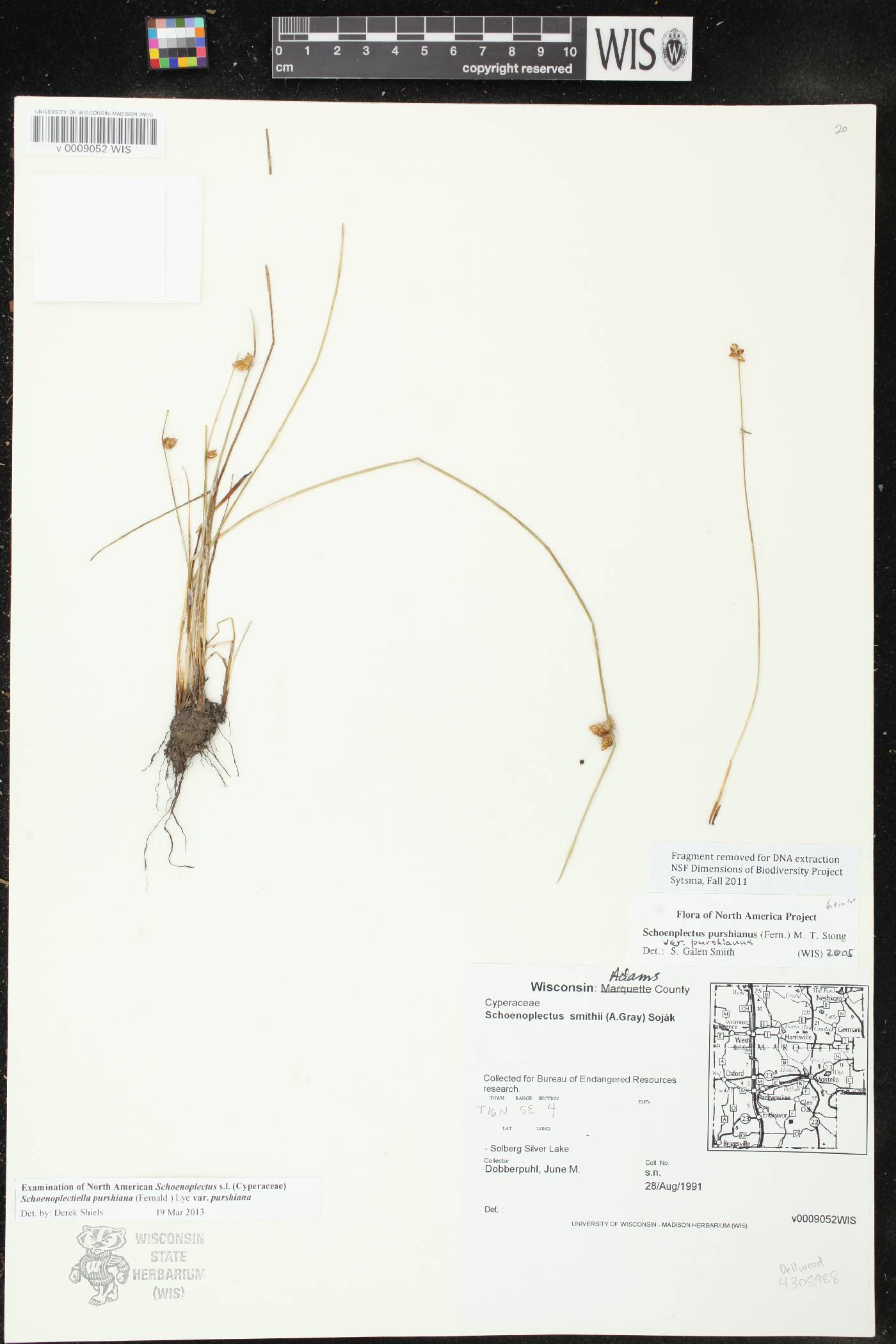 Schoenoplectus purshianus image