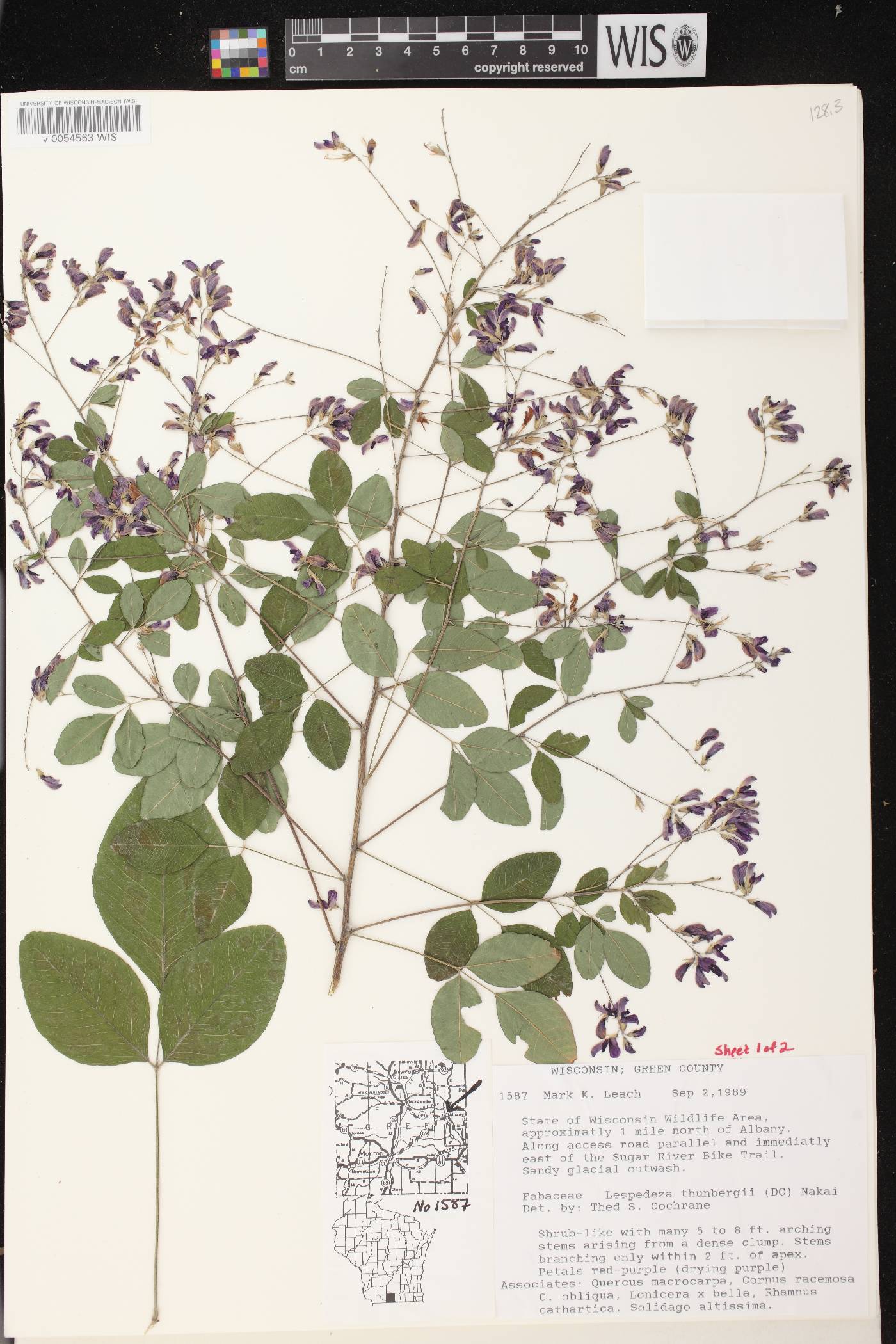 Lespedeza thunbergii image