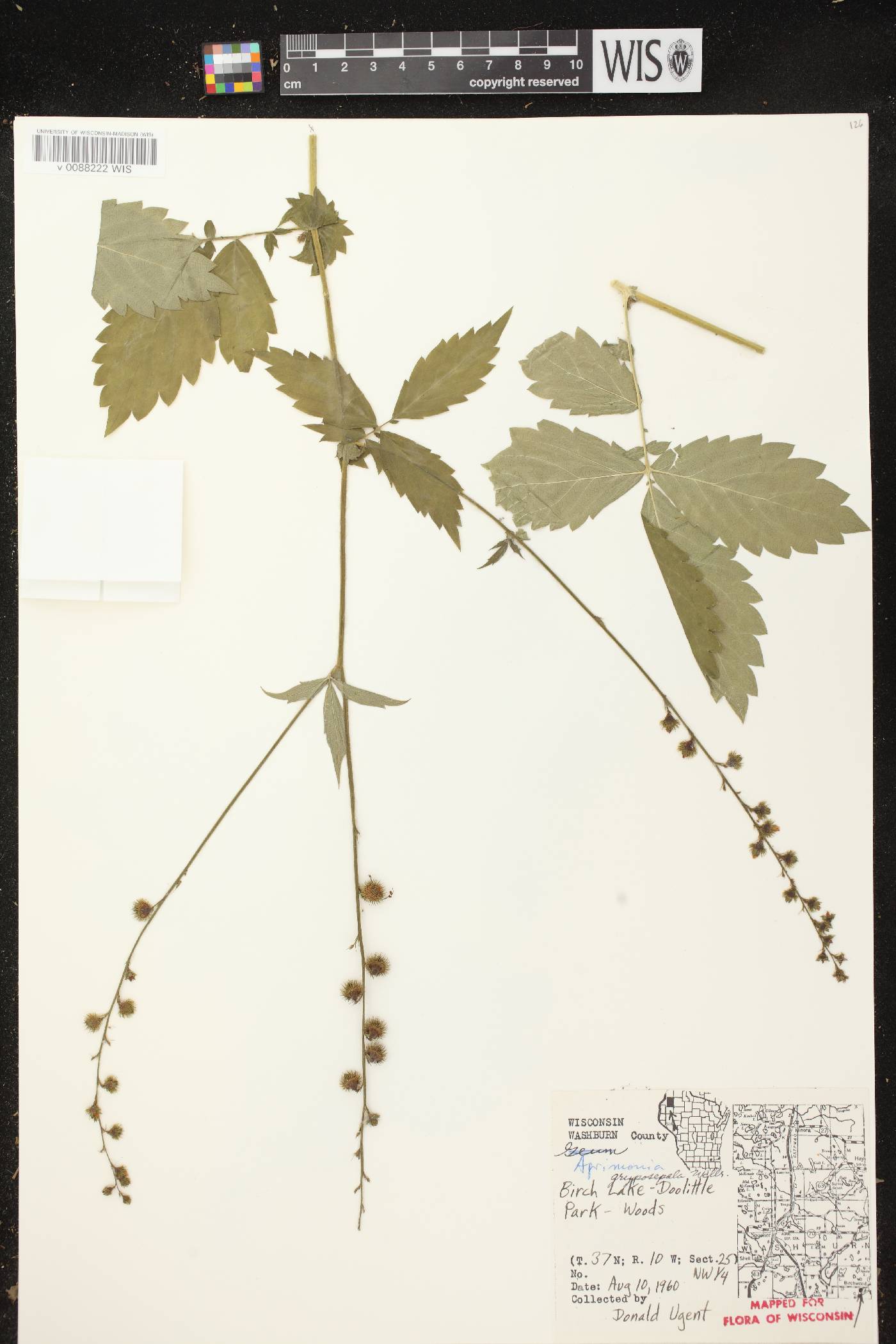 Agrimonia gryposepala image