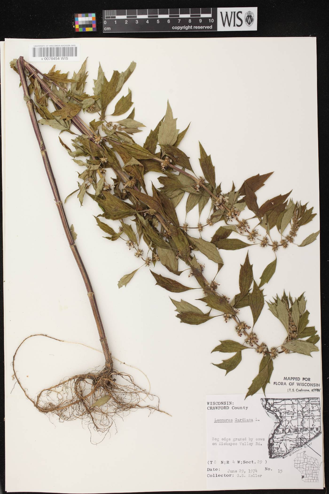 Leonurus cardiaca image