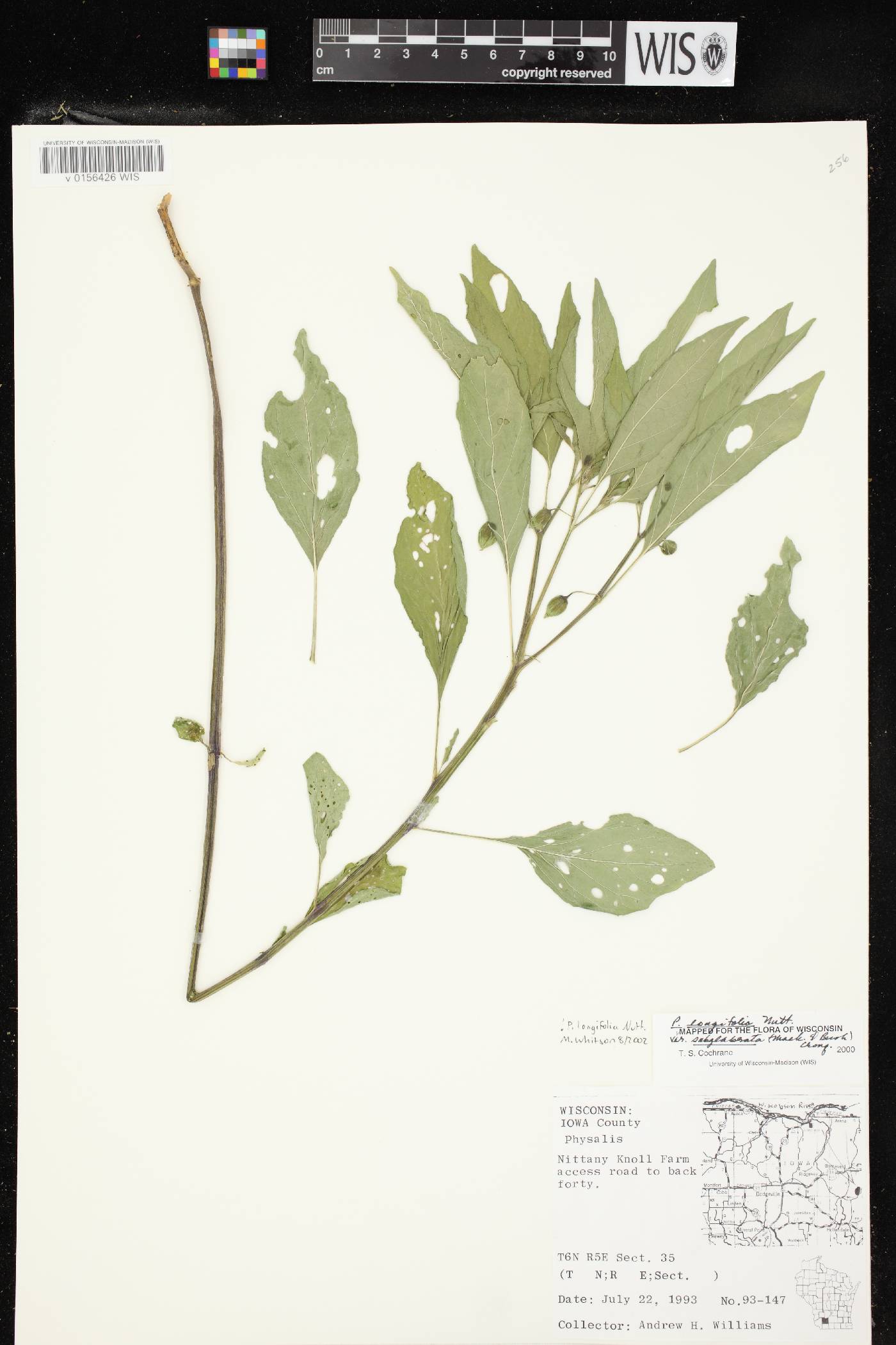 Physalis longifolia image