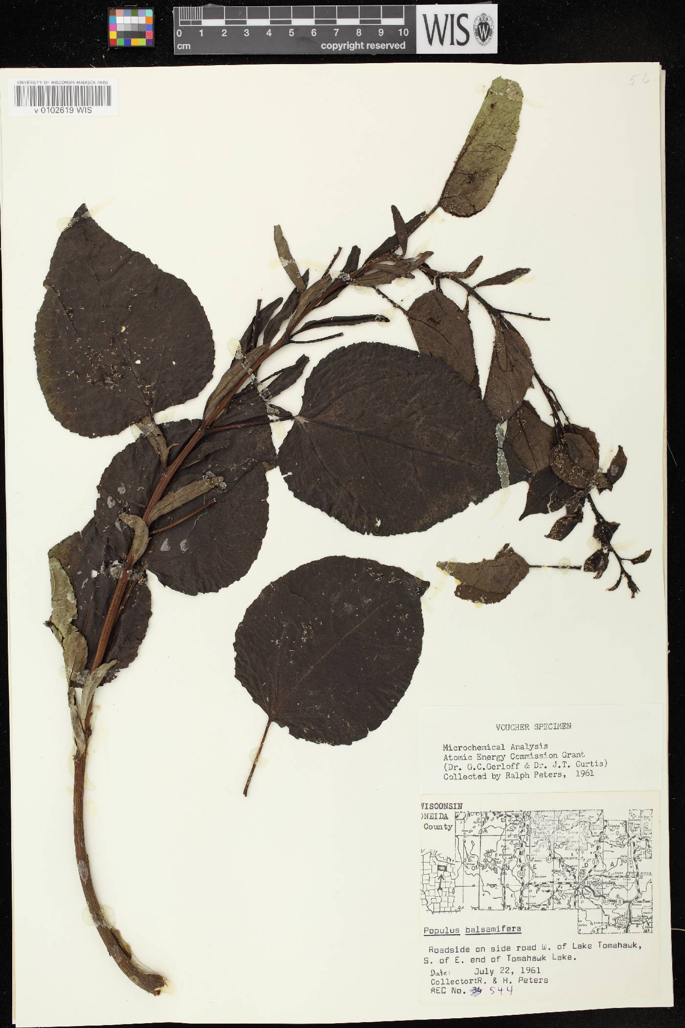 Populus balsamifera image