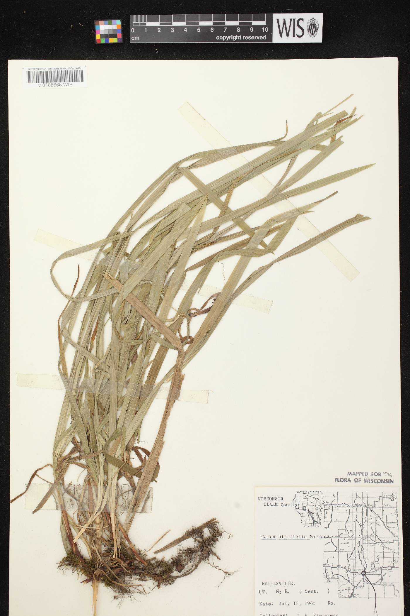 Carex hirtifolia image