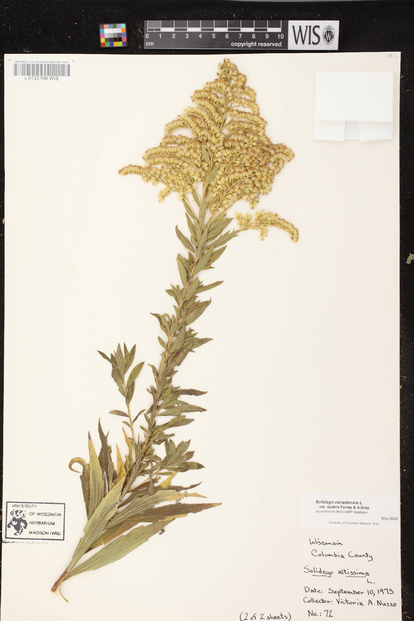 Solidago altissima subsp. altissima image