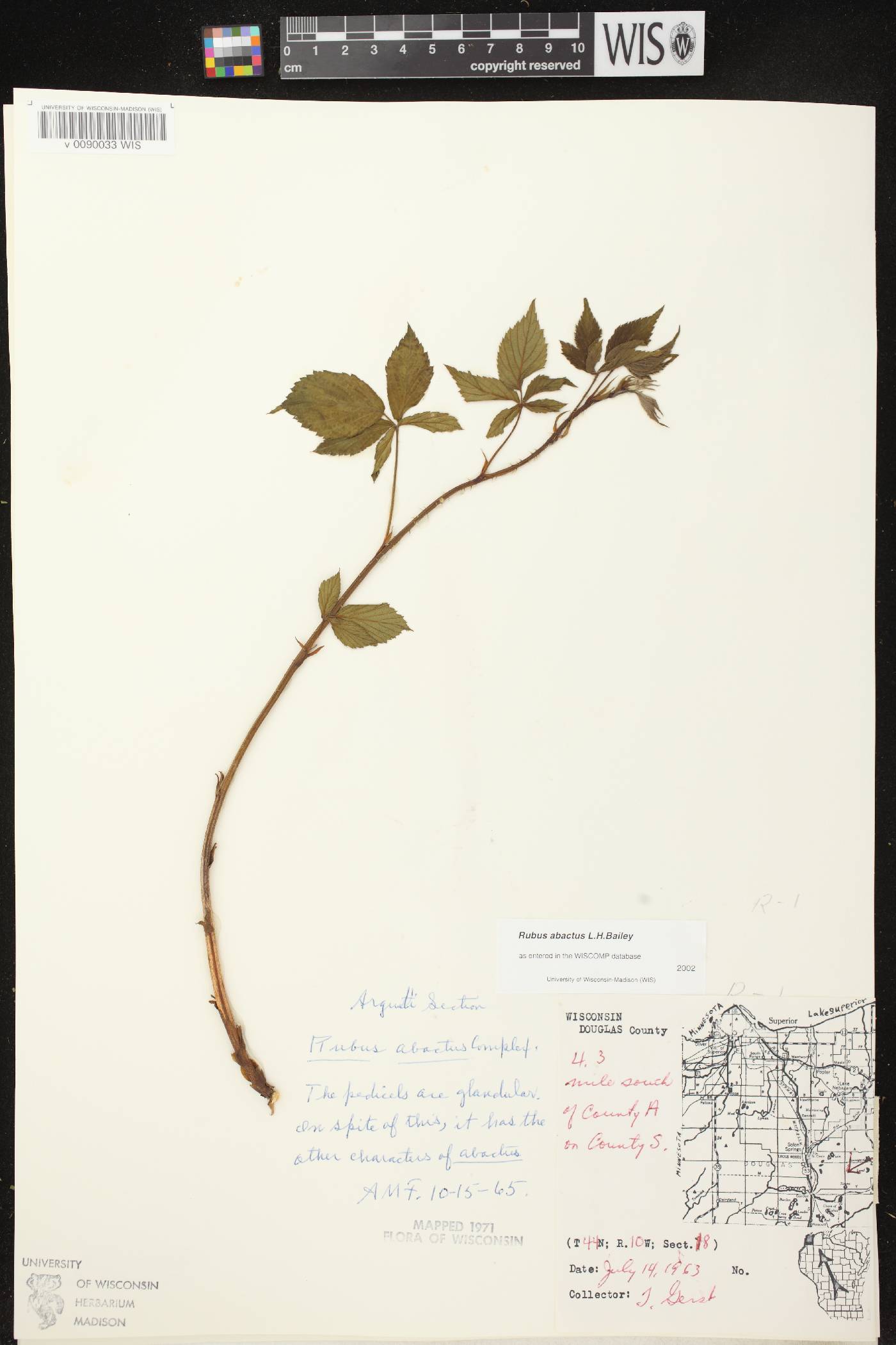 Rubus pensilvanicus image