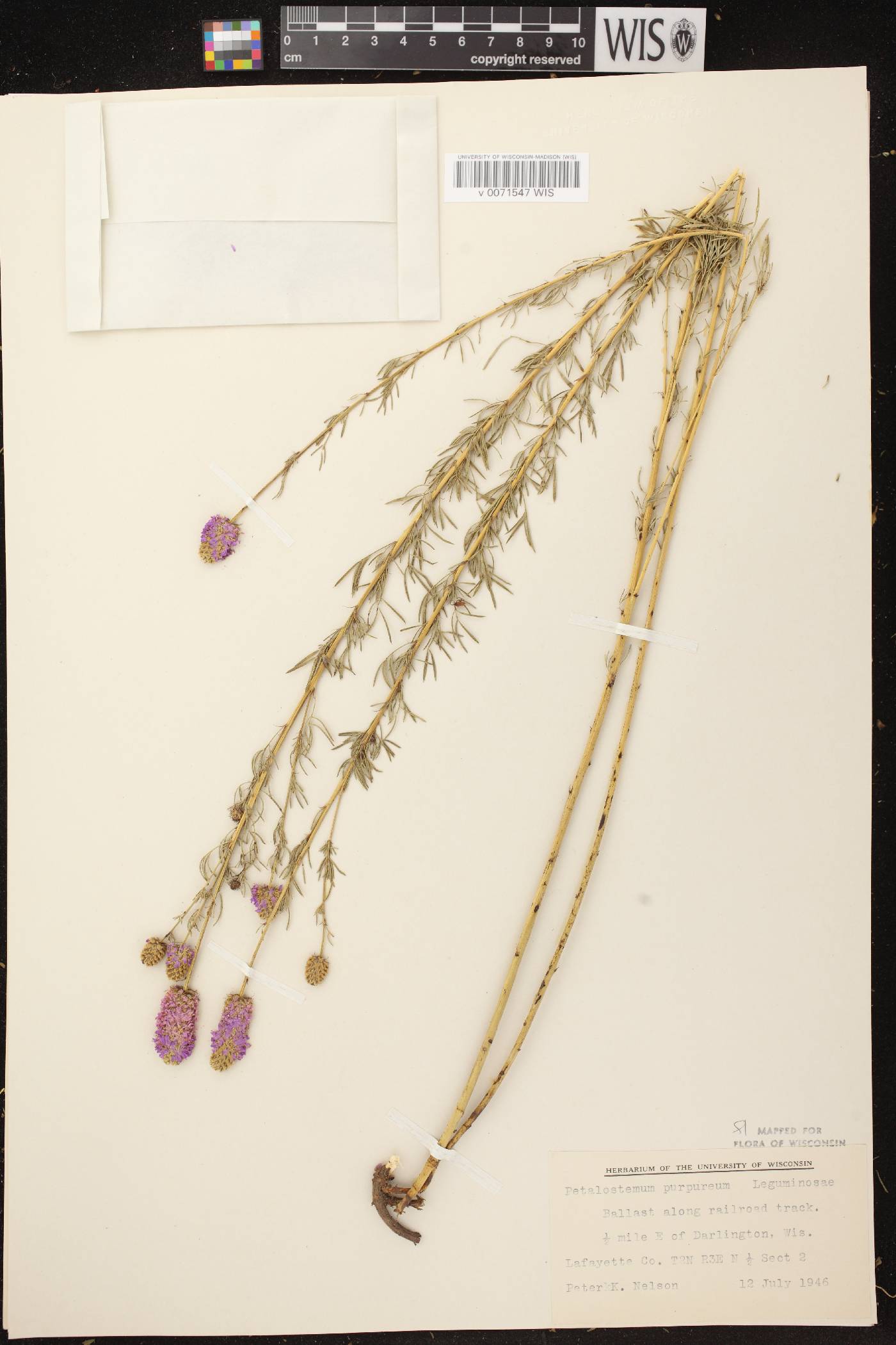 Dalea purpurea var. purpurea image