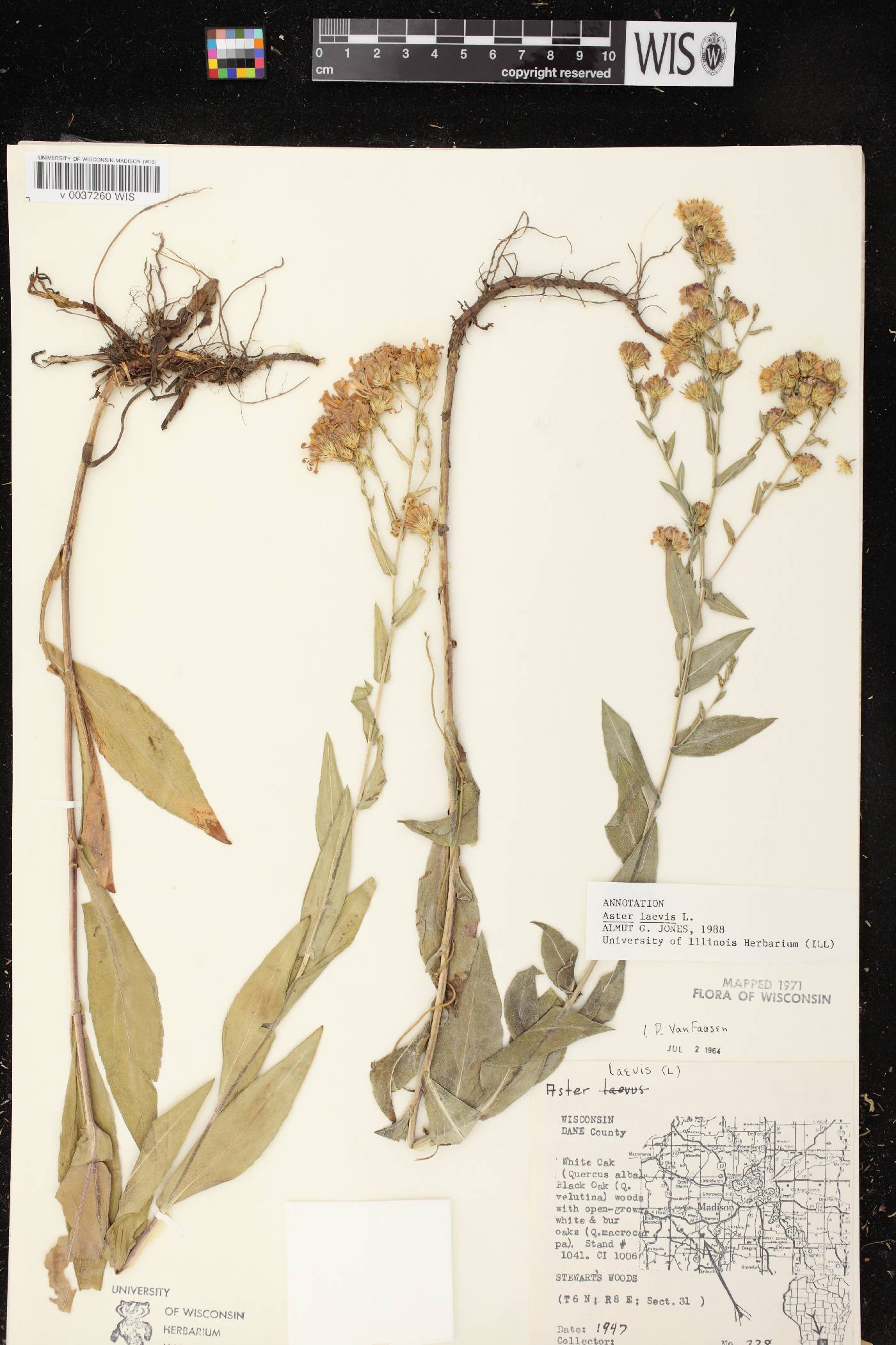 Symphyotrichum laeve image