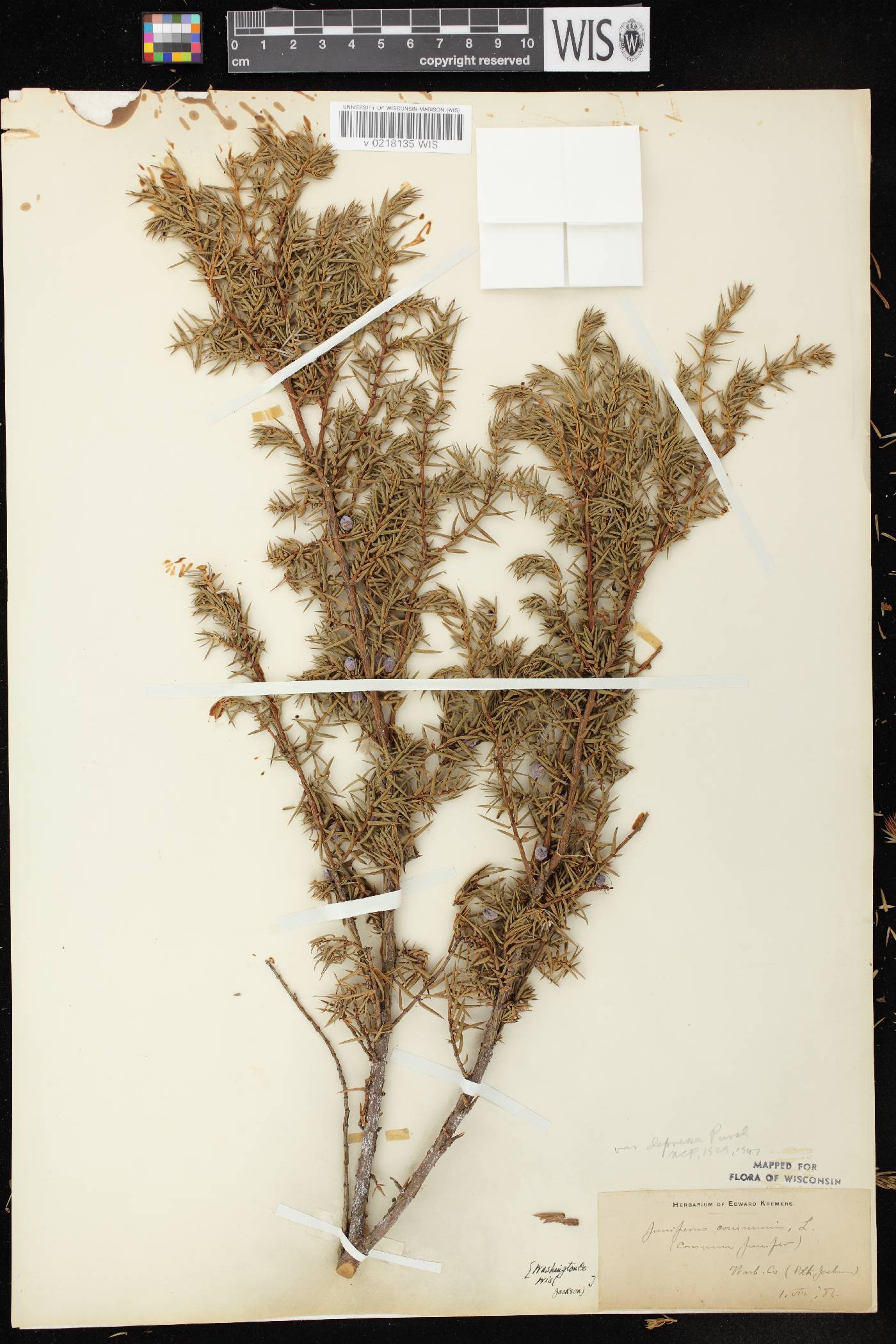 Juniperus communis image