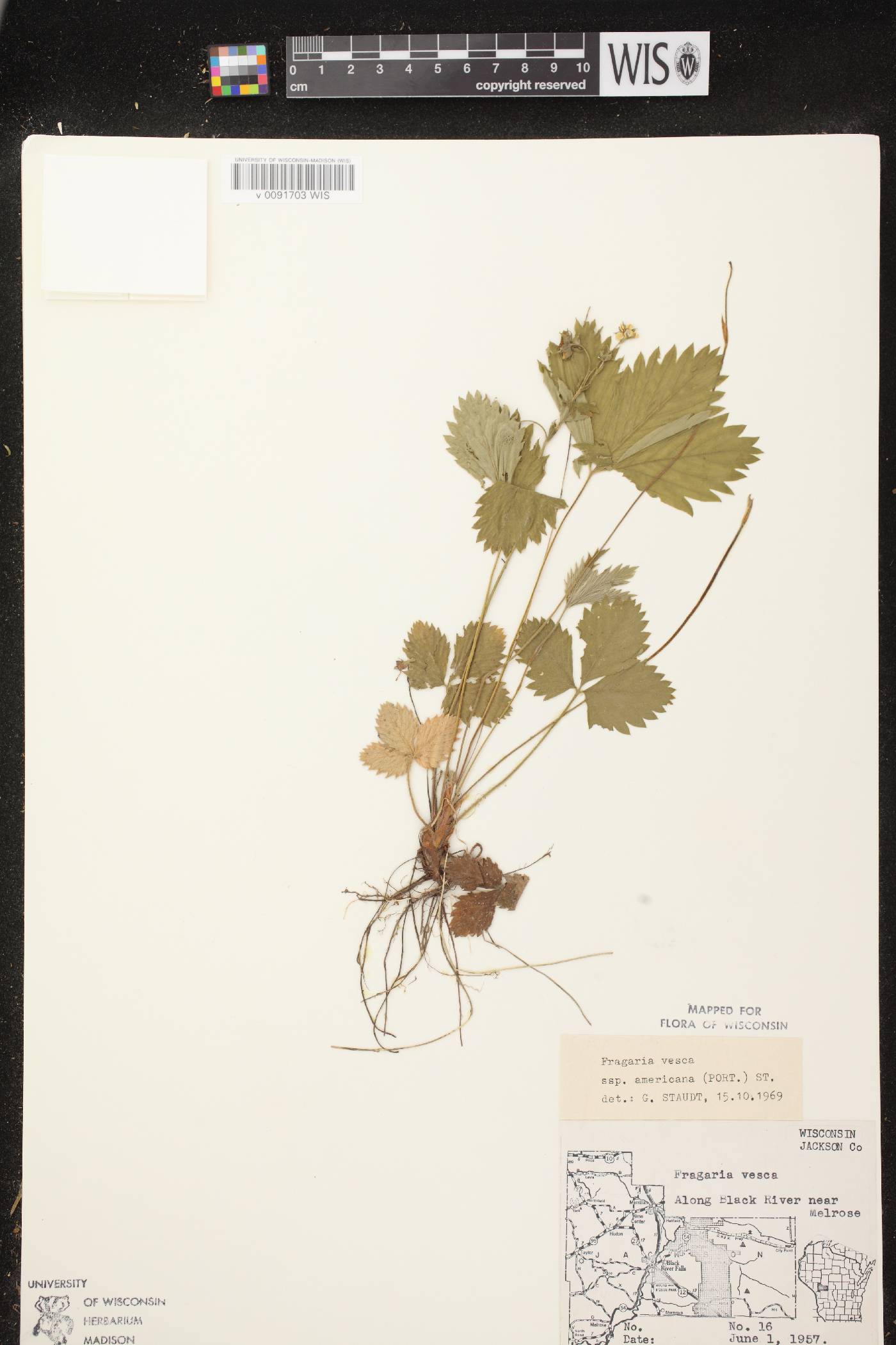 Fragaria vesca image