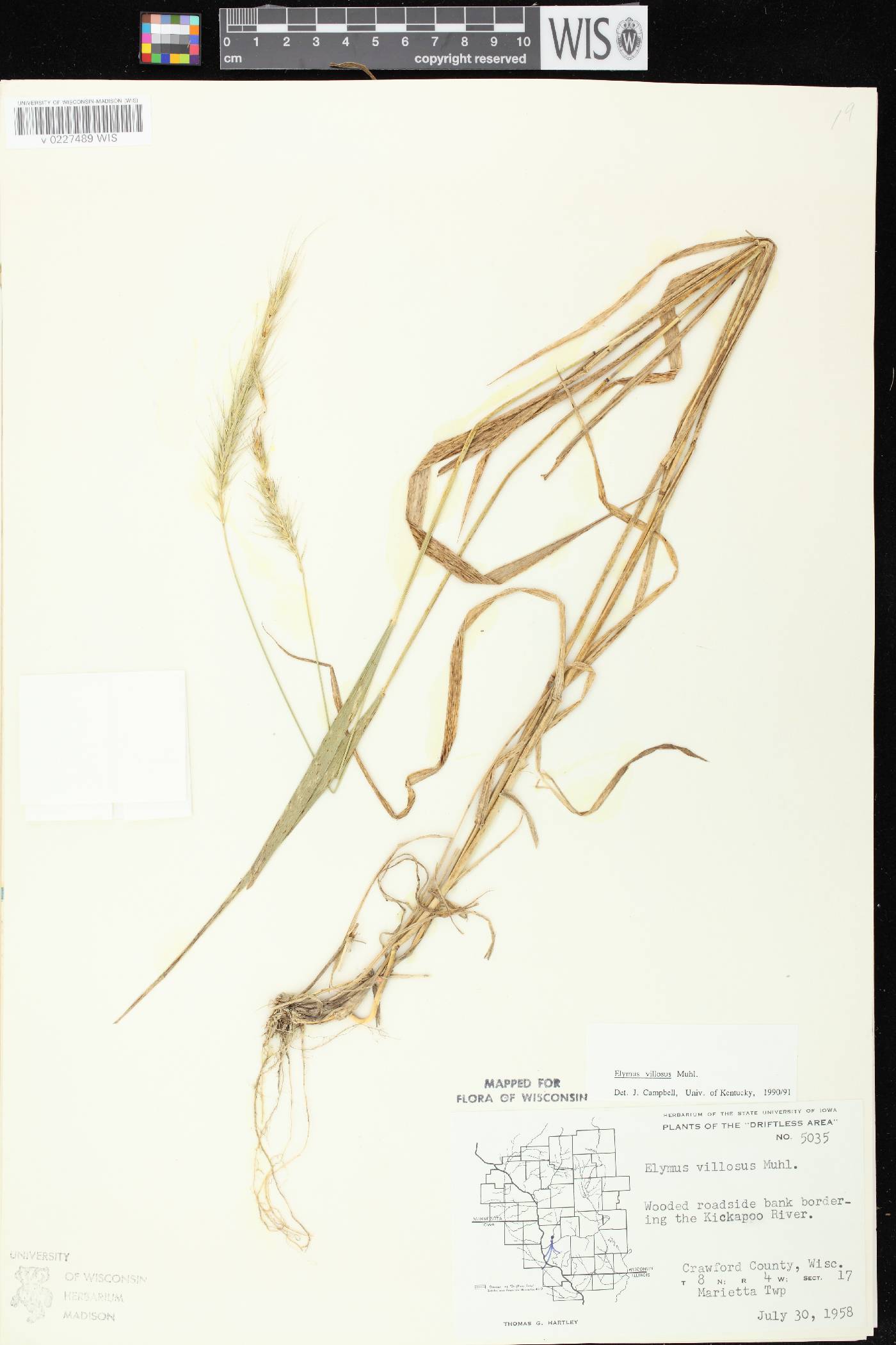 Elymus villosus var. villosus image