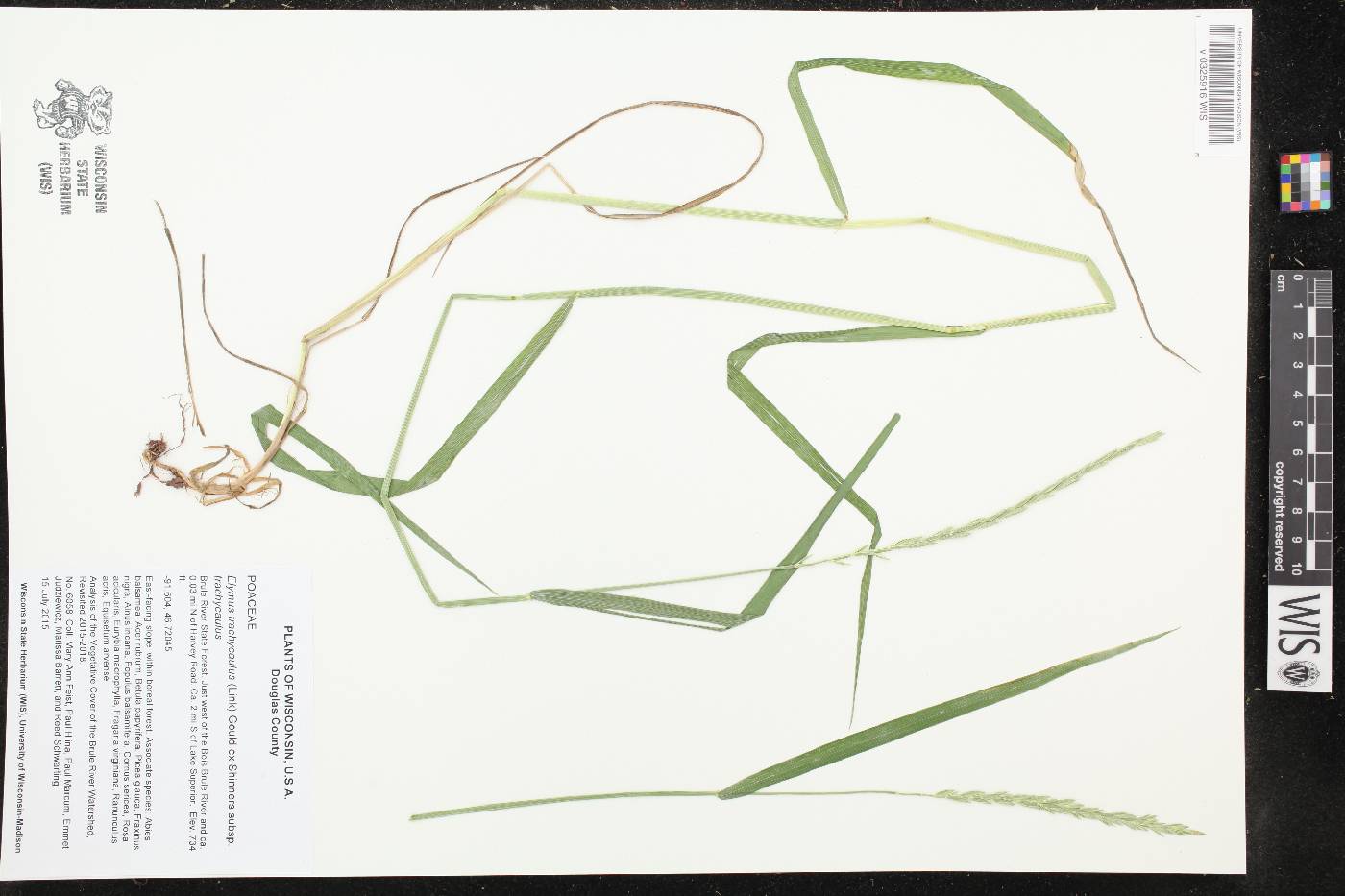 Elymus trachycaulus subsp. trachycaulus image