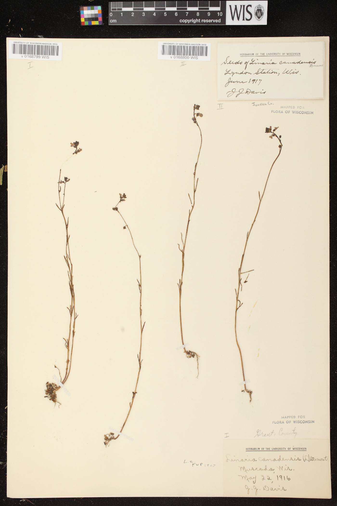 Nuttallanthus canadensis image
