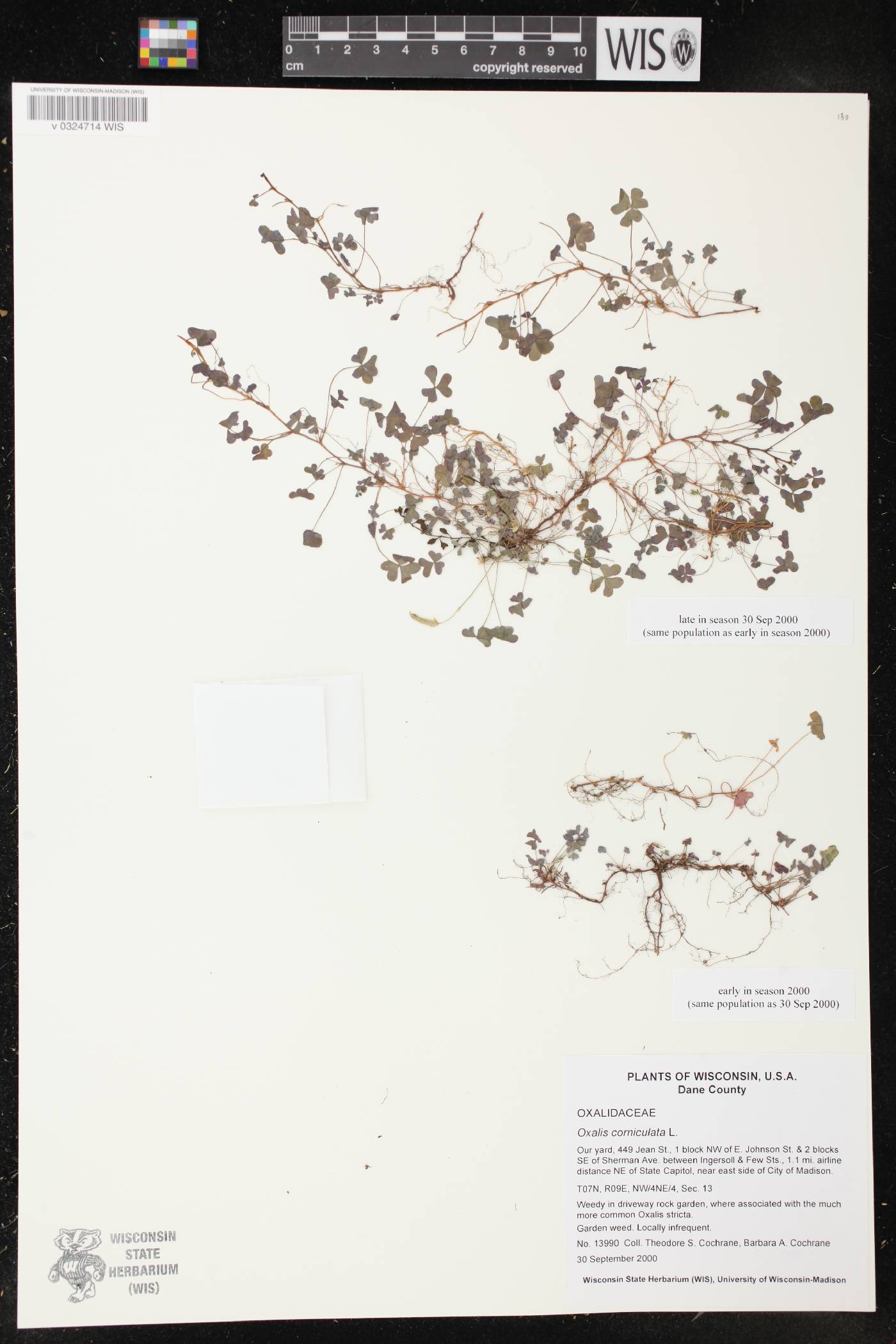 Oxalis corniculata image