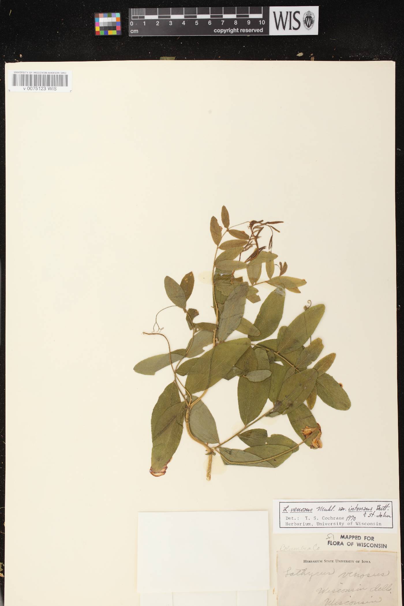 Lathyrus venosus image
