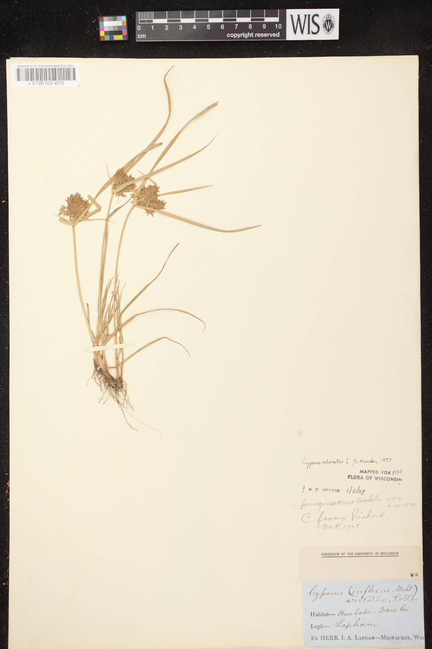 Cyperus odoratus image