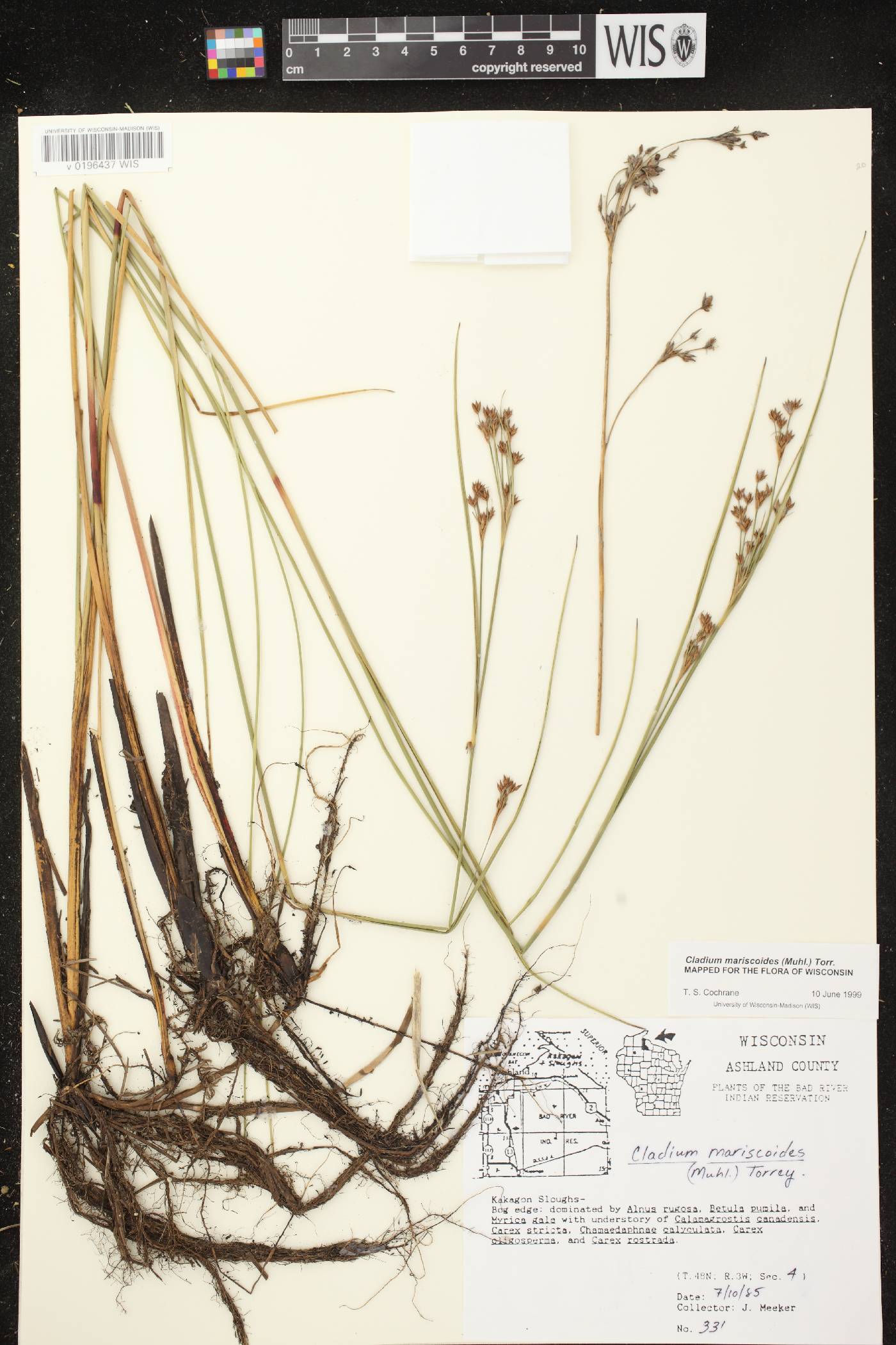 Cladium mariscoides image