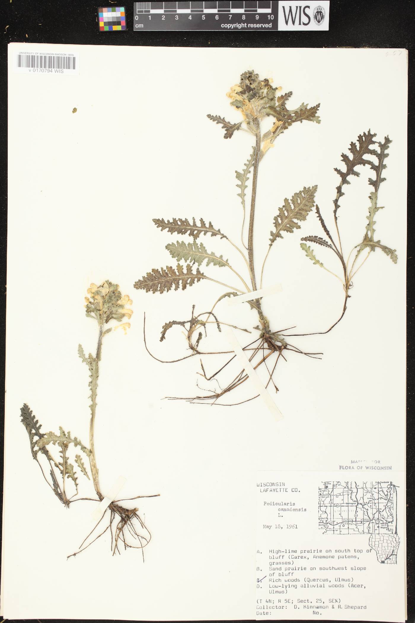 Pedicularis canadensis subsp. canadensis image