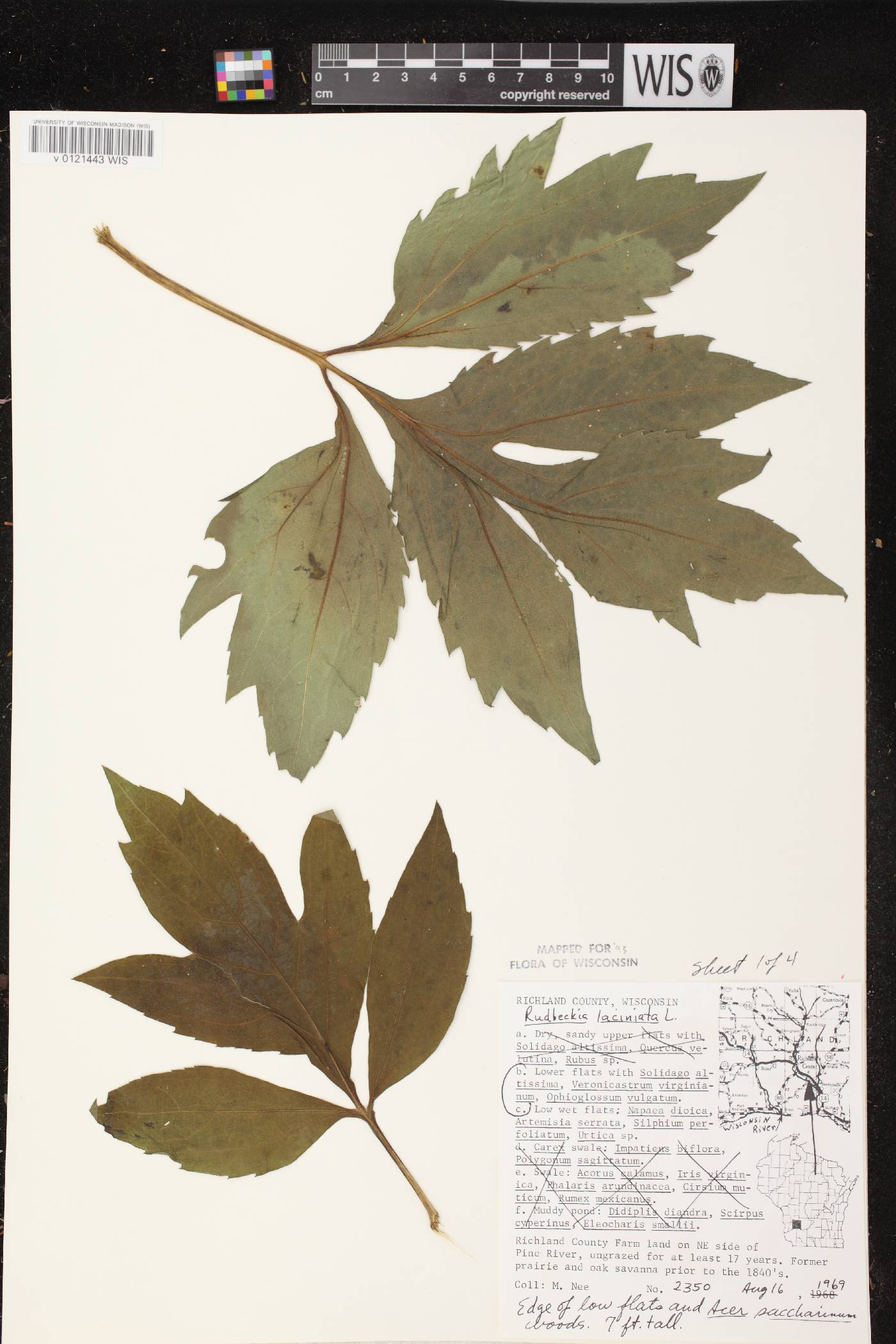 Rudbeckia laciniata image