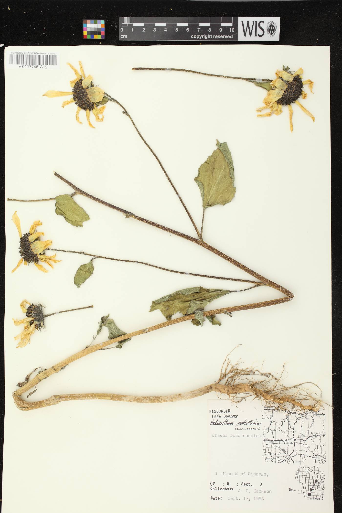 Helianthus annuus image