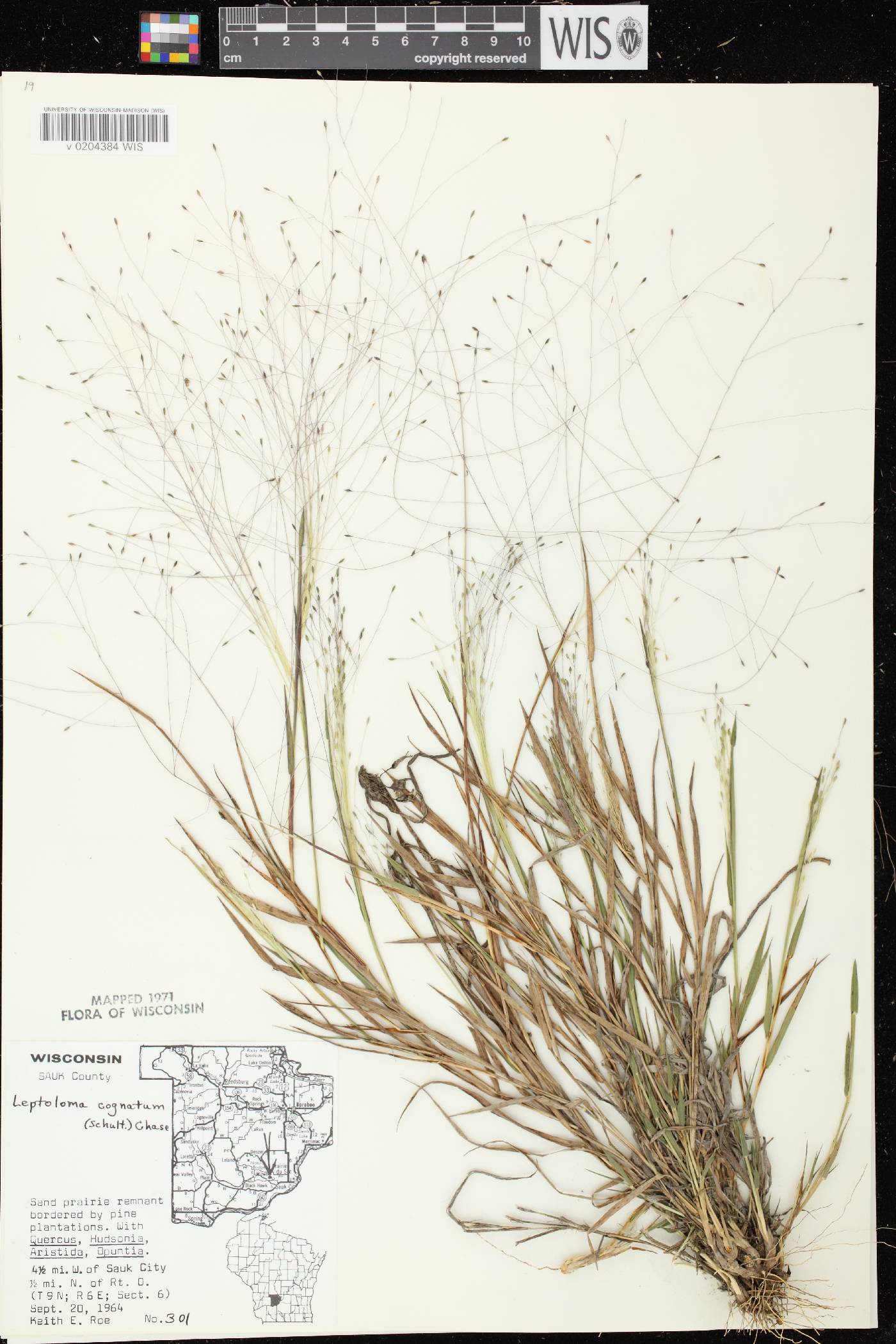 Digitaria cognata image