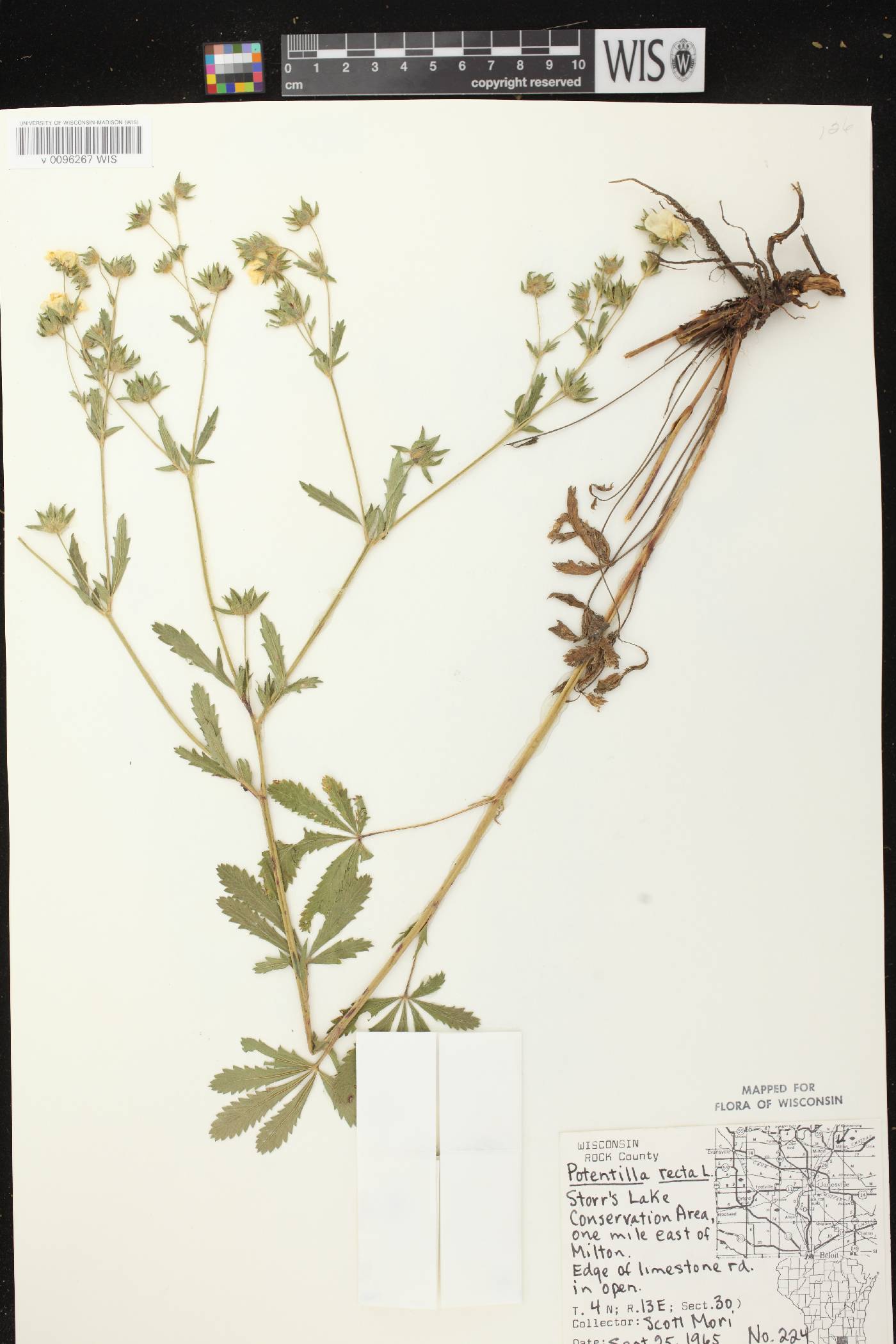 Potentilla recta image