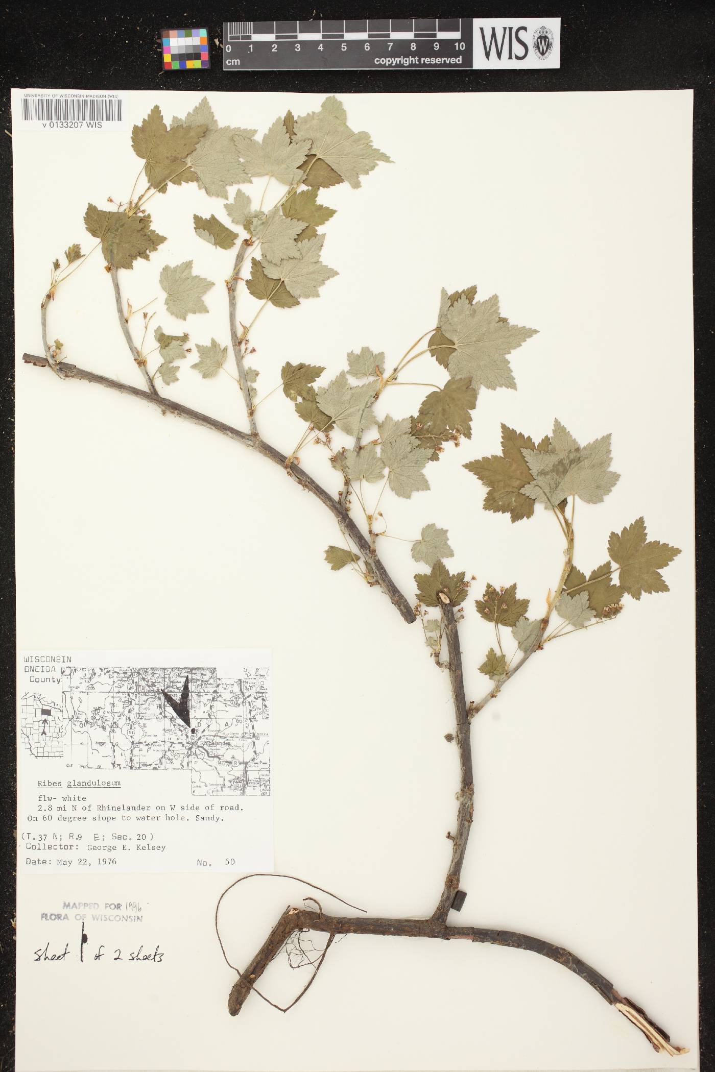 Ribes glandulosum image