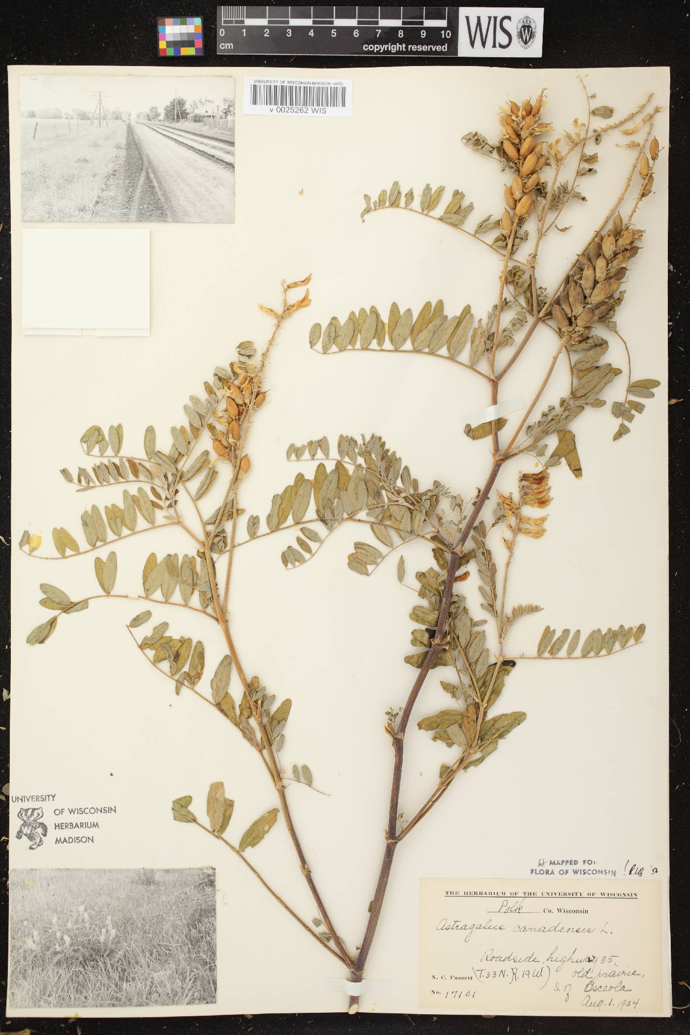 Astragalus canadensis var. canadensis image