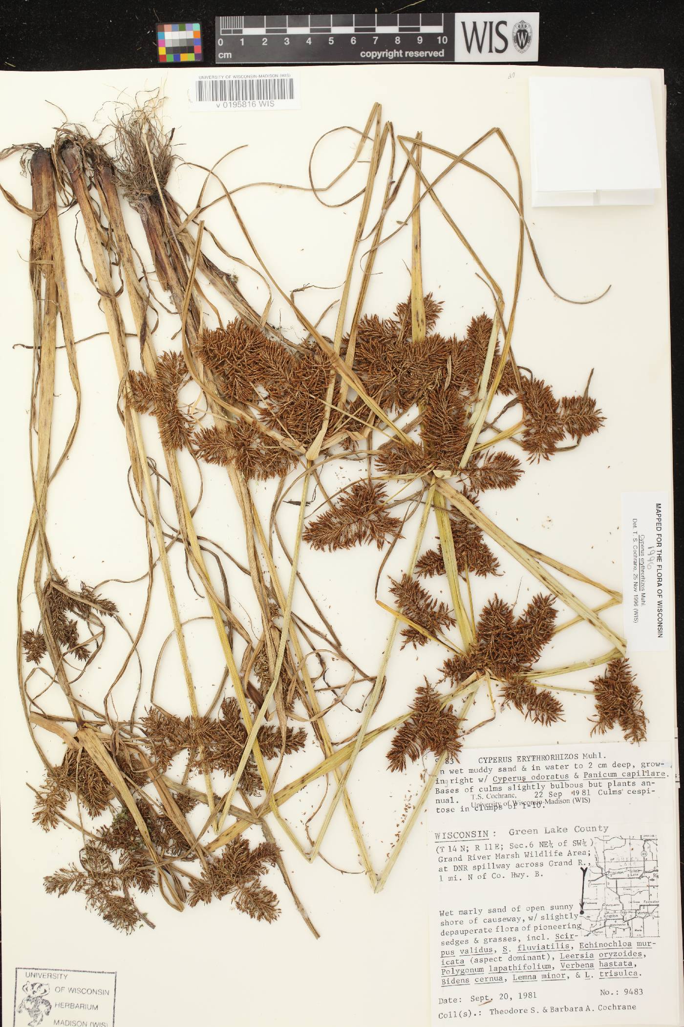 Cyperus erythrorhizos image