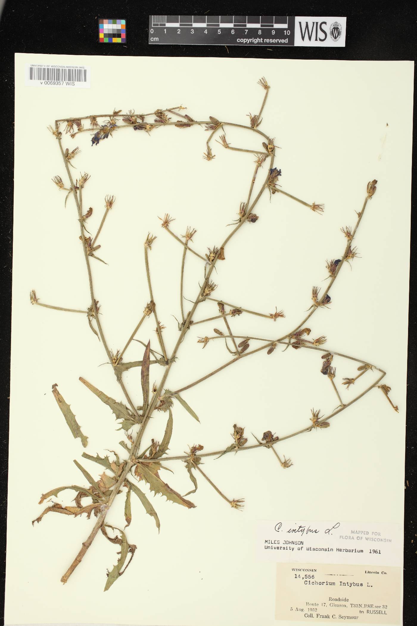 Cichorium intybus image