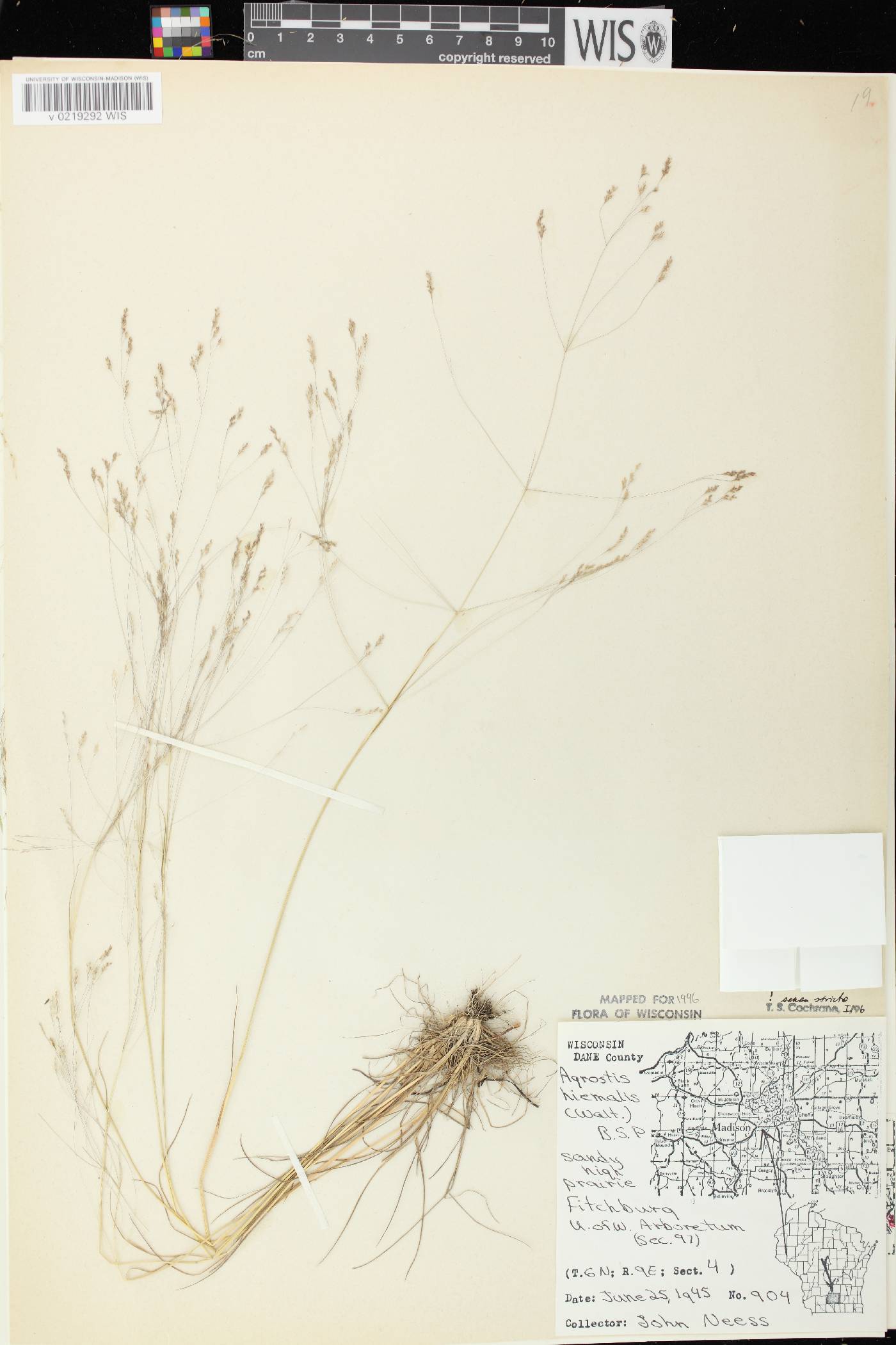 Agrostis hyemalis image