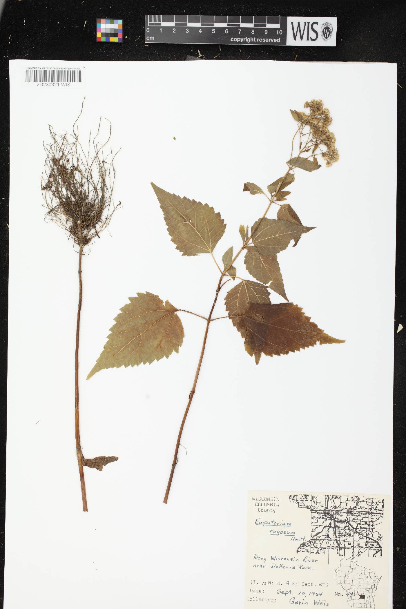 Ageratina altissima subsp. altissima image