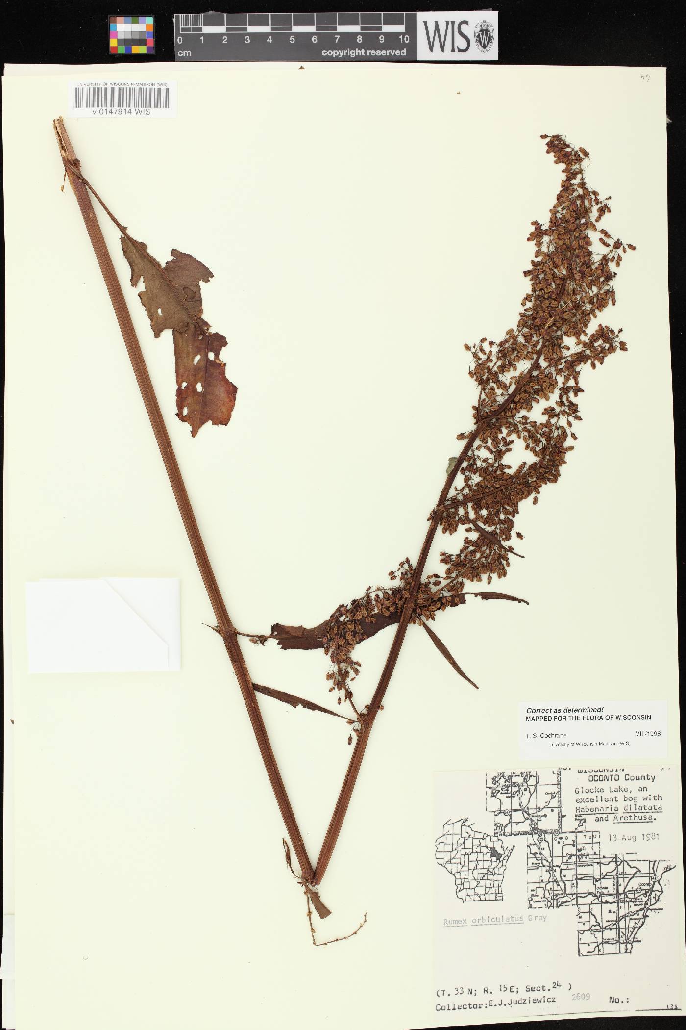 Rumex britannica image
