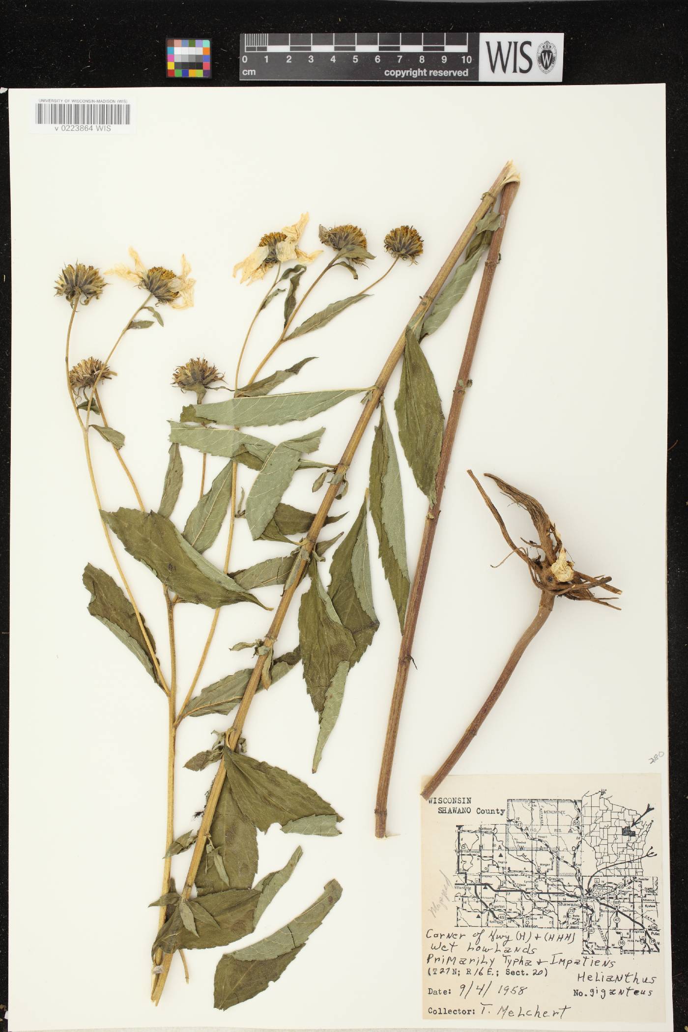 Helianthus giganteus image