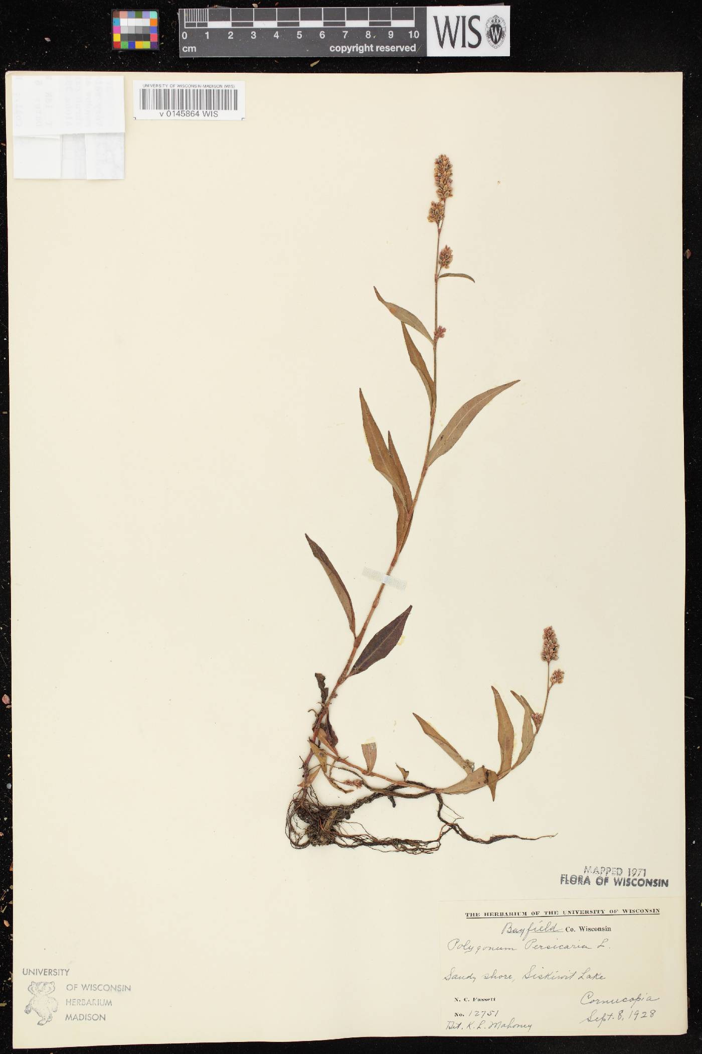 Persicaria maculosa image