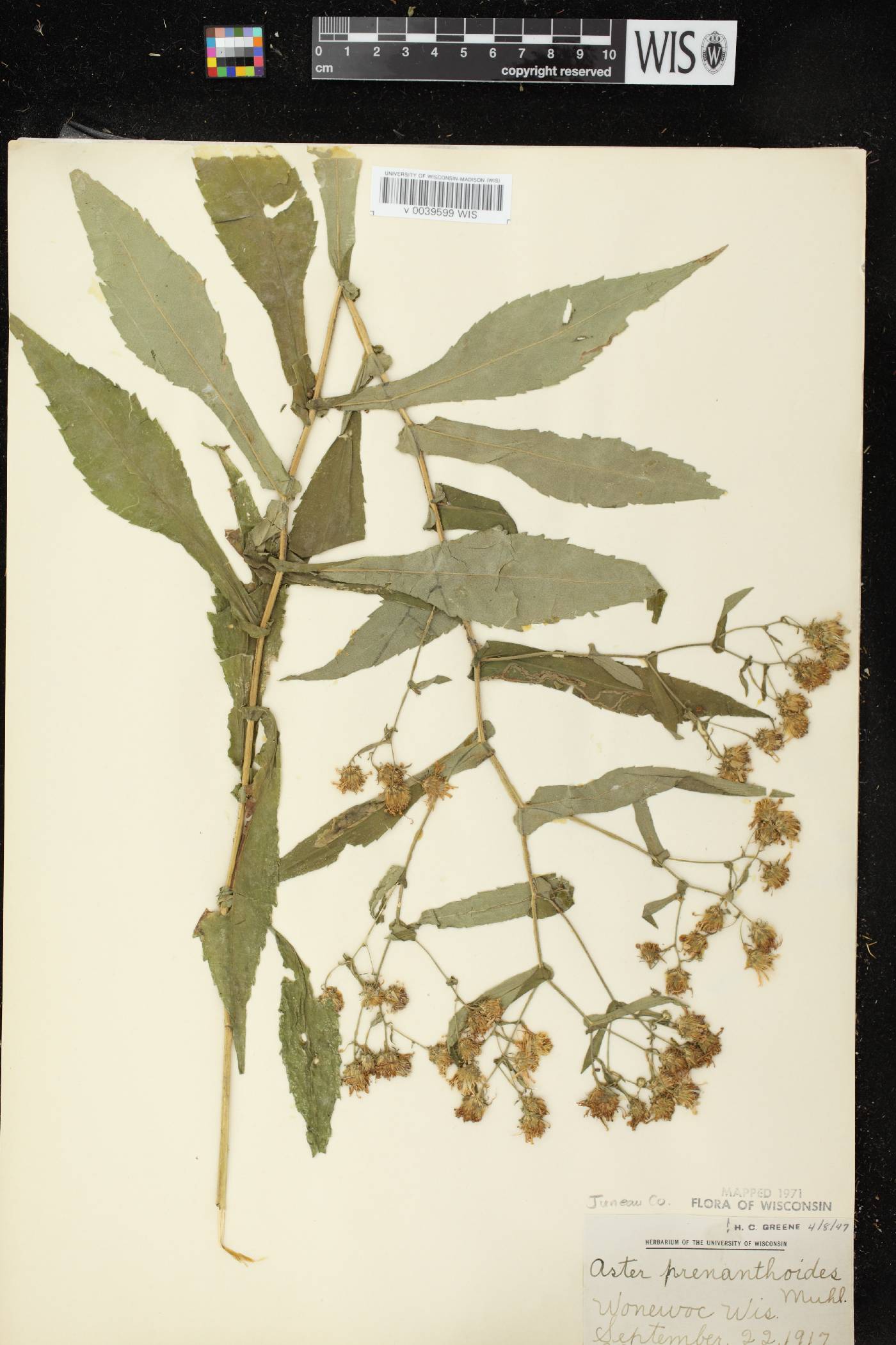 Symphyotrichum prenanthoides image