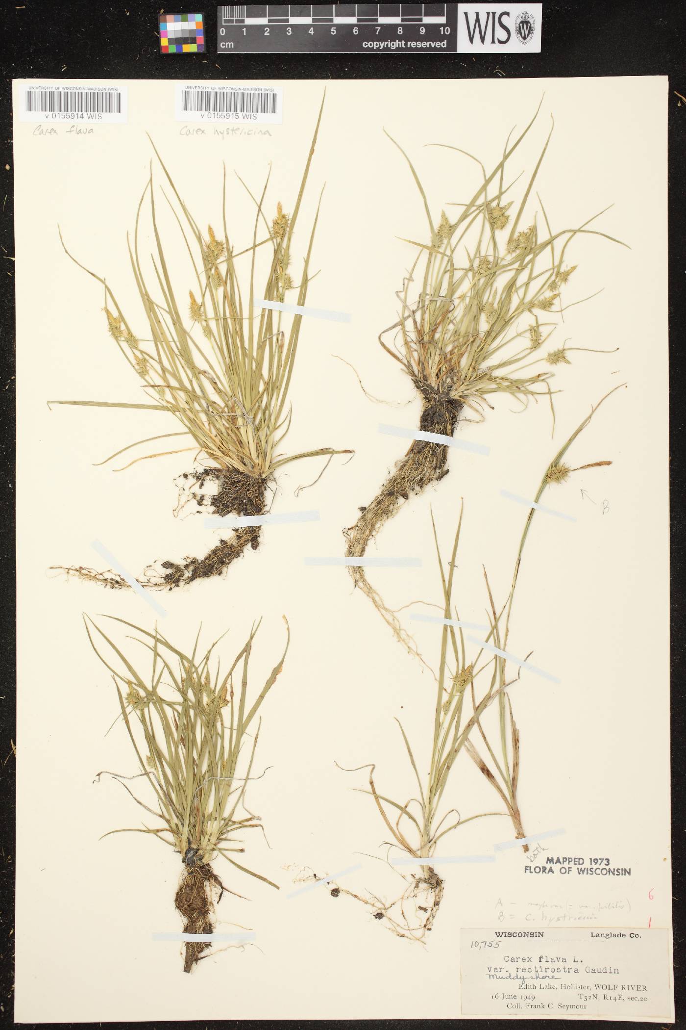 Carex cryptolepis image