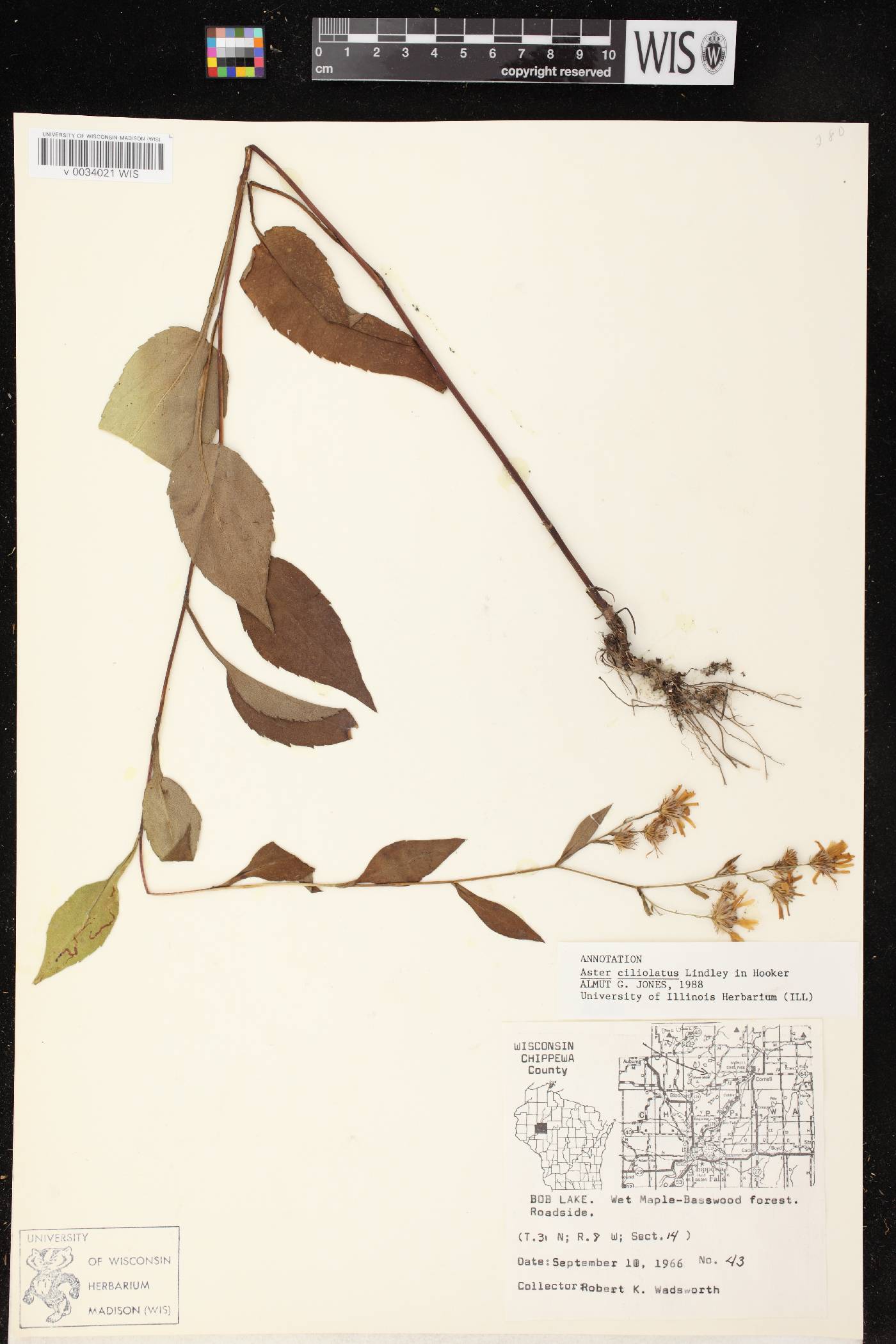 Symphyotrichum ciliolatum image