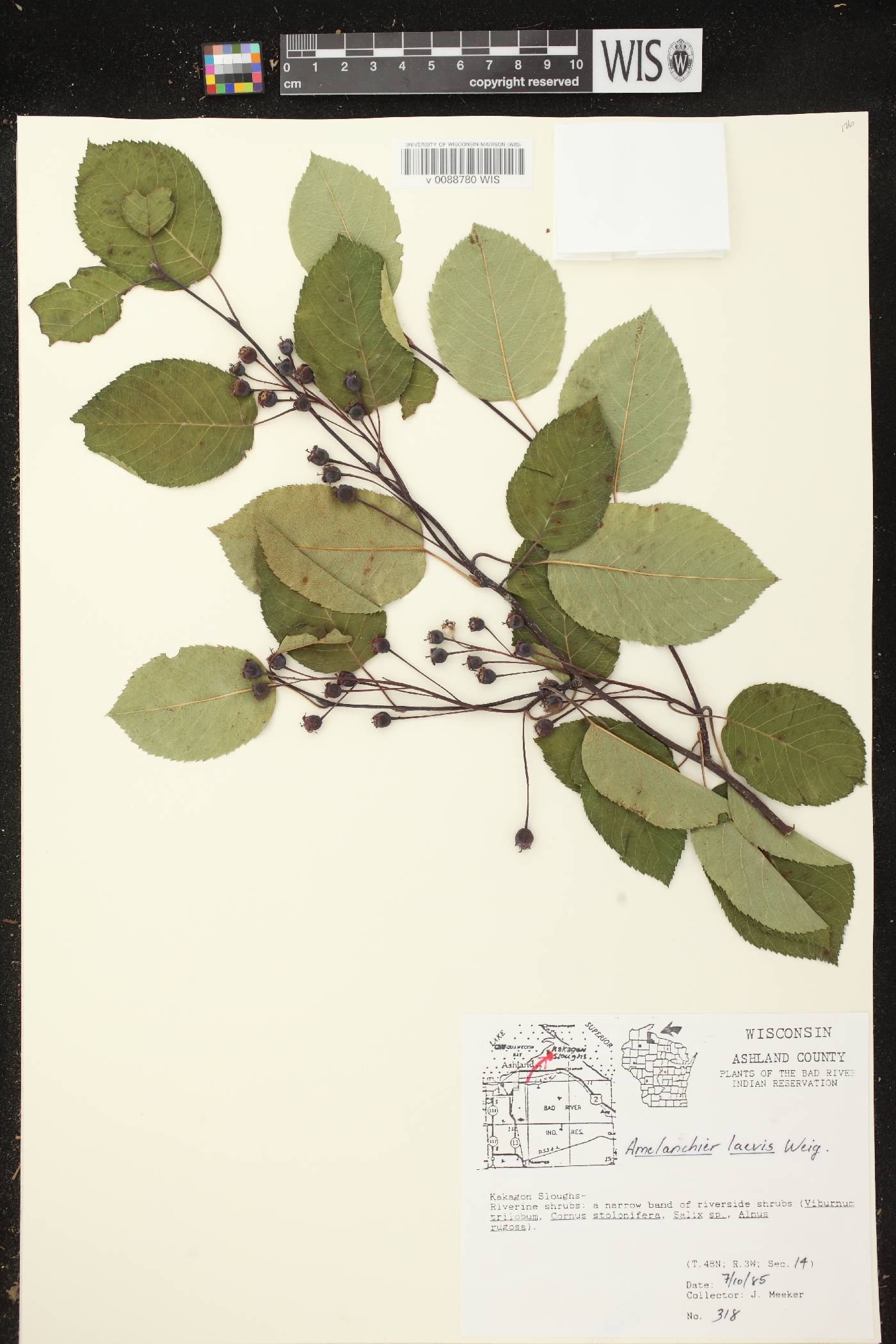 Amelanchier laevis image