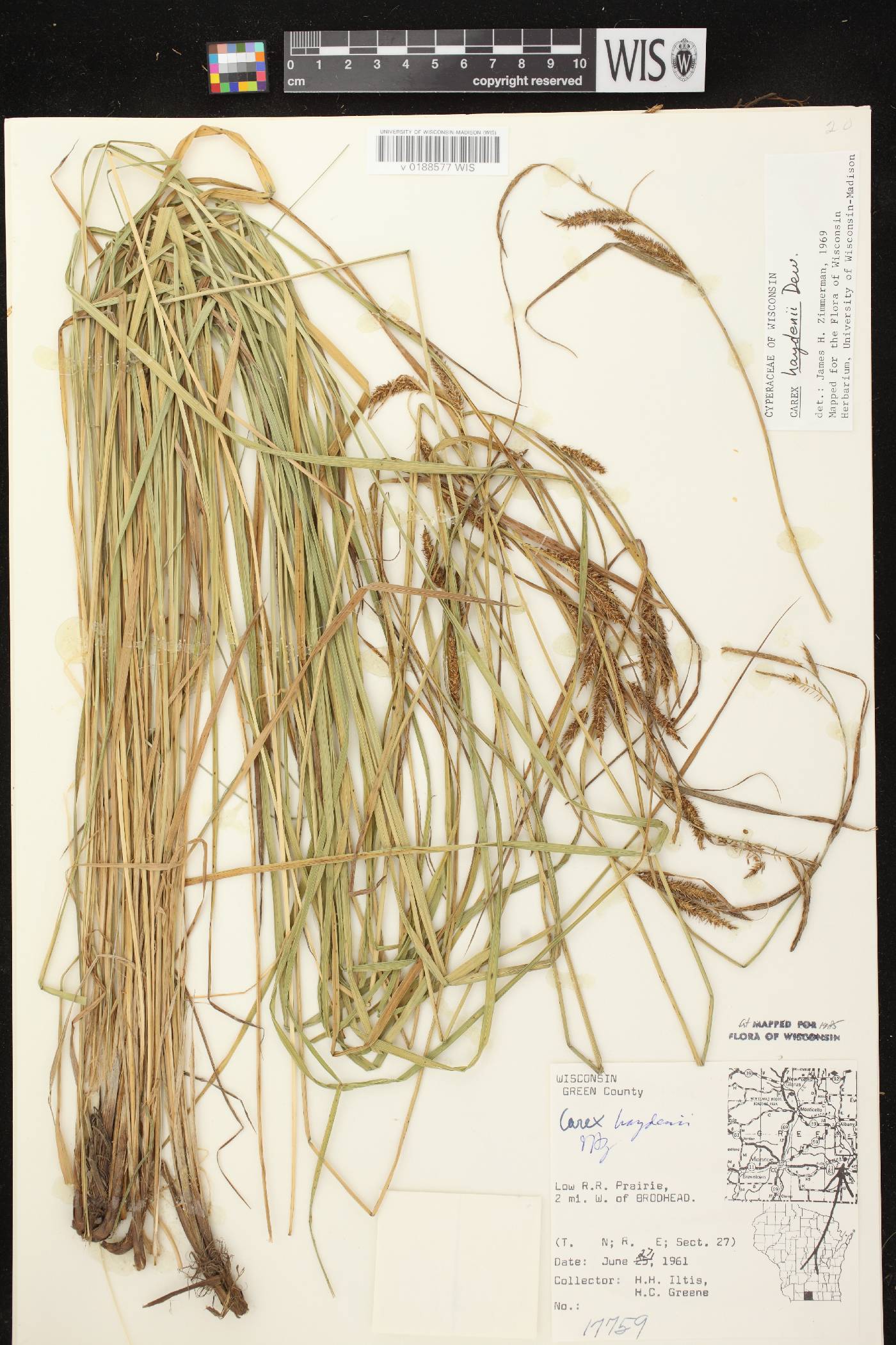 Carex haydenii image