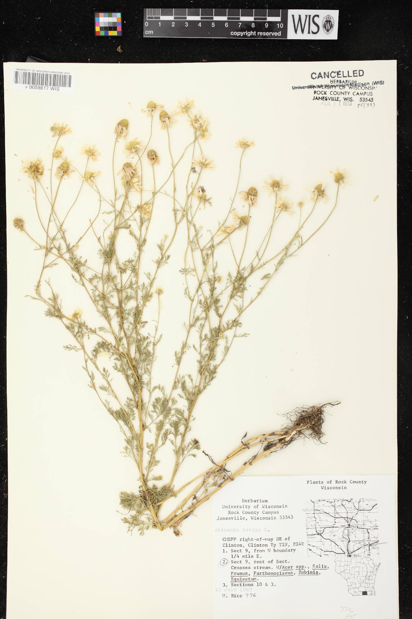 Anthemis cotula image