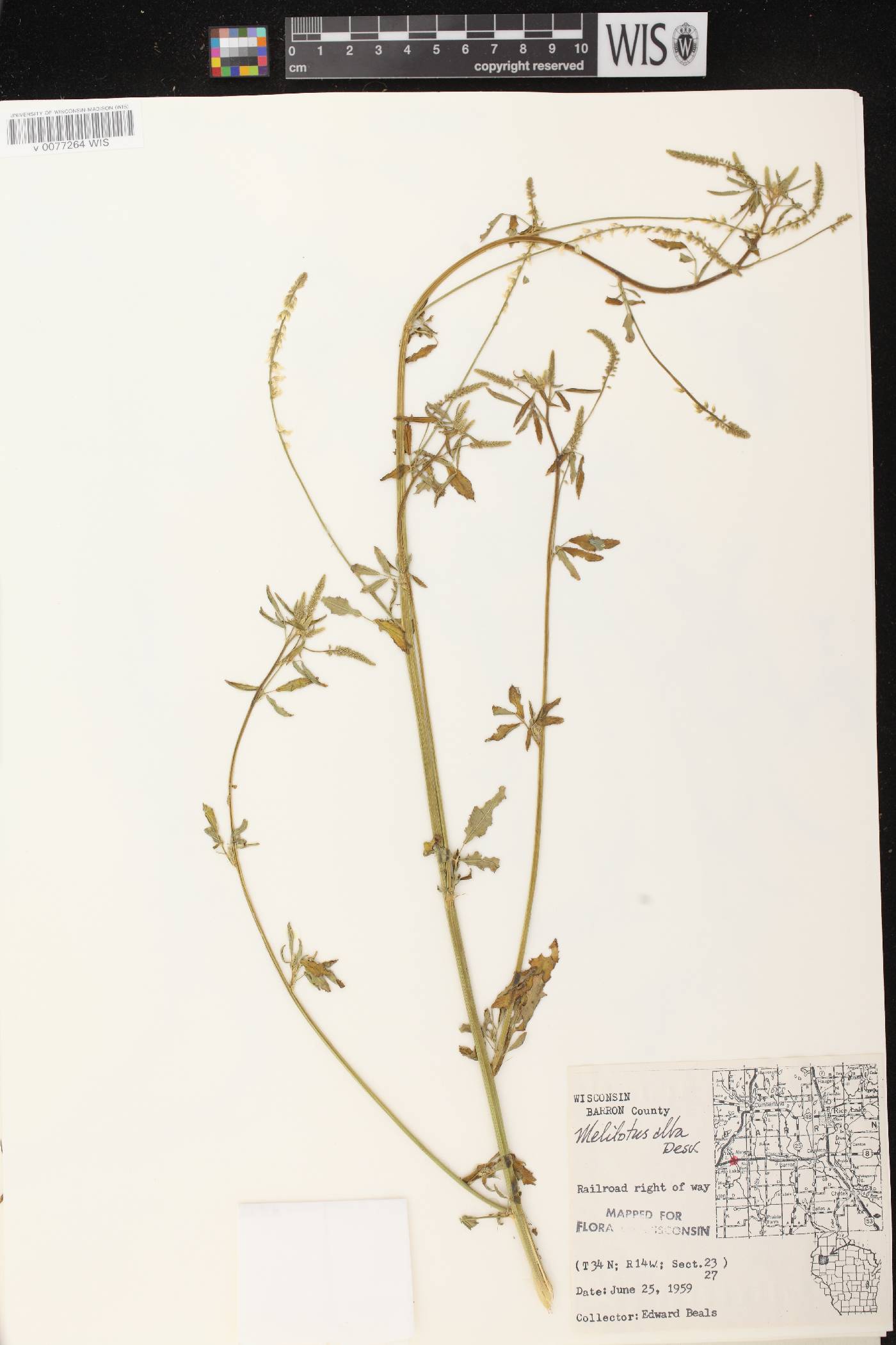 Melilotus albus image