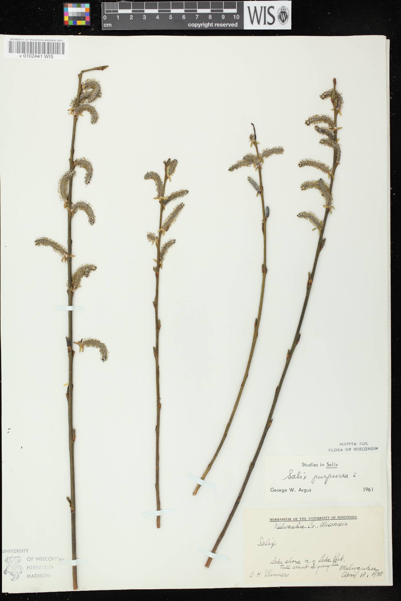 Salix purpurea image
