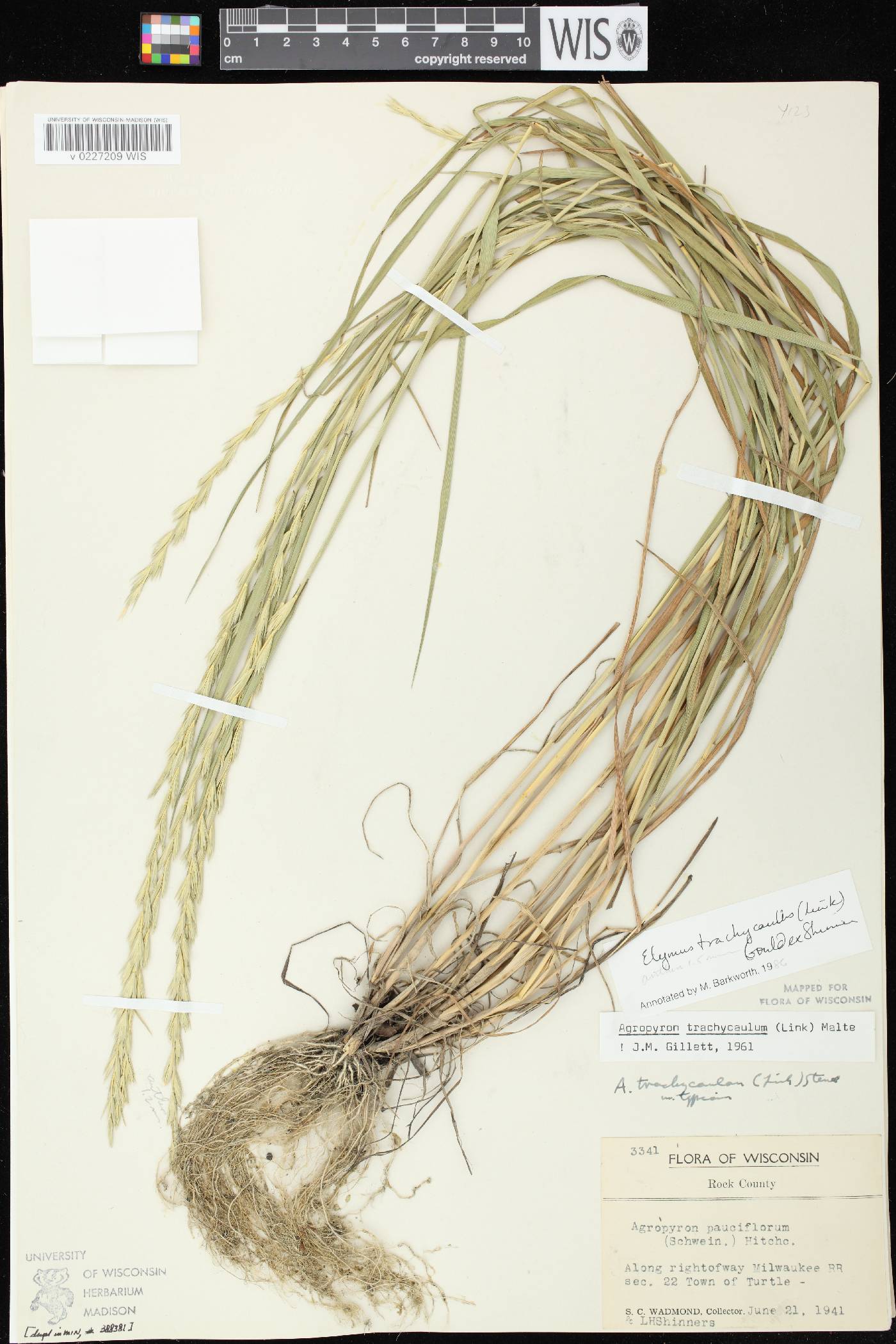Elymus trachycaulus subsp. trachycaulus image